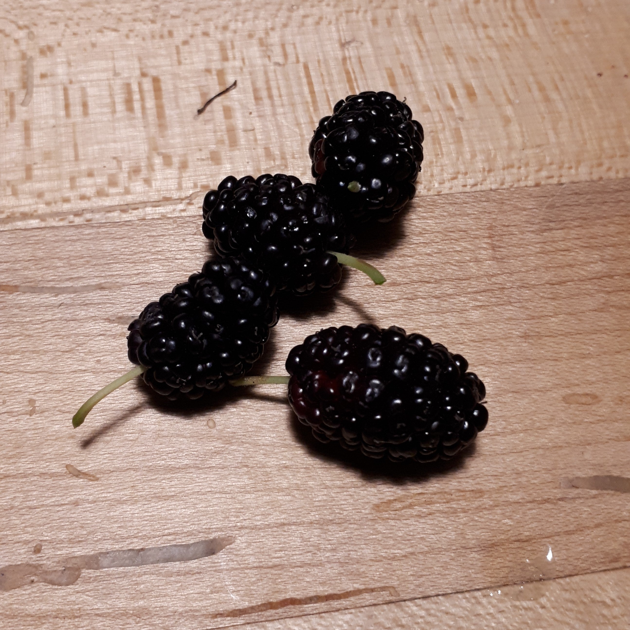Mulberries