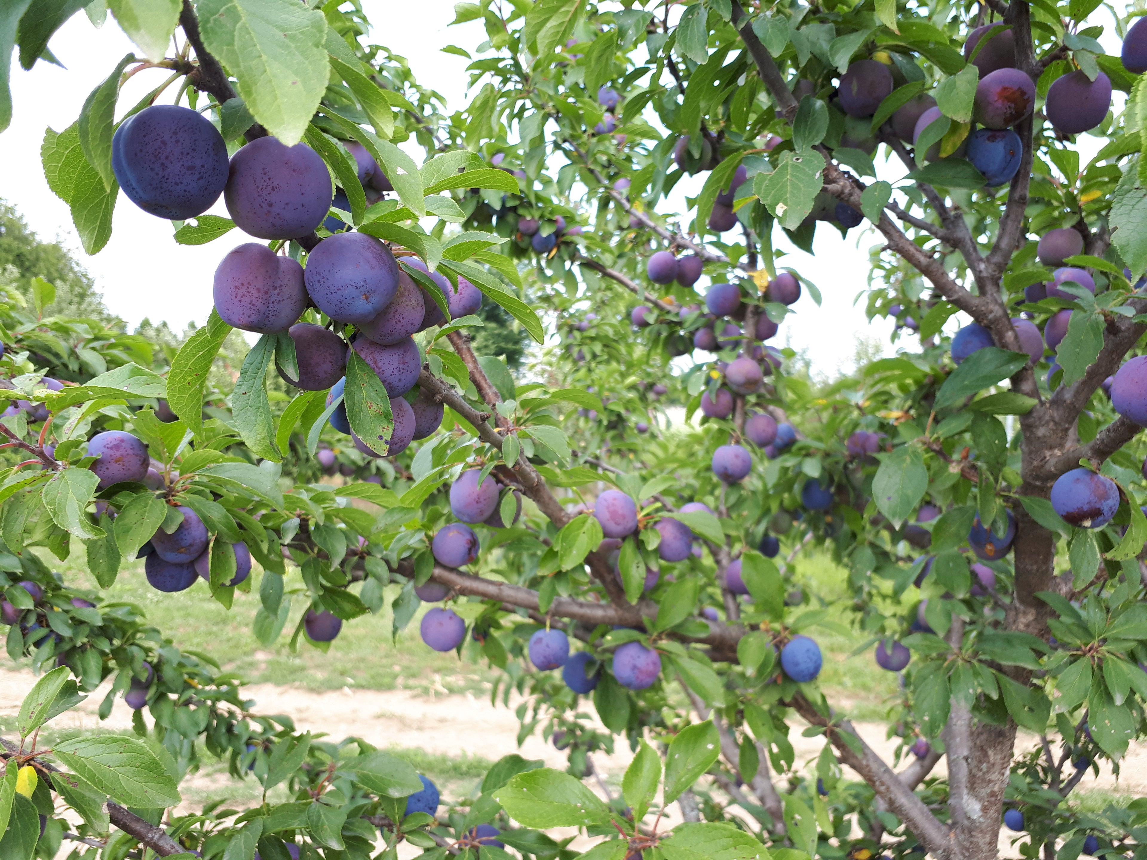 European Plum Trees