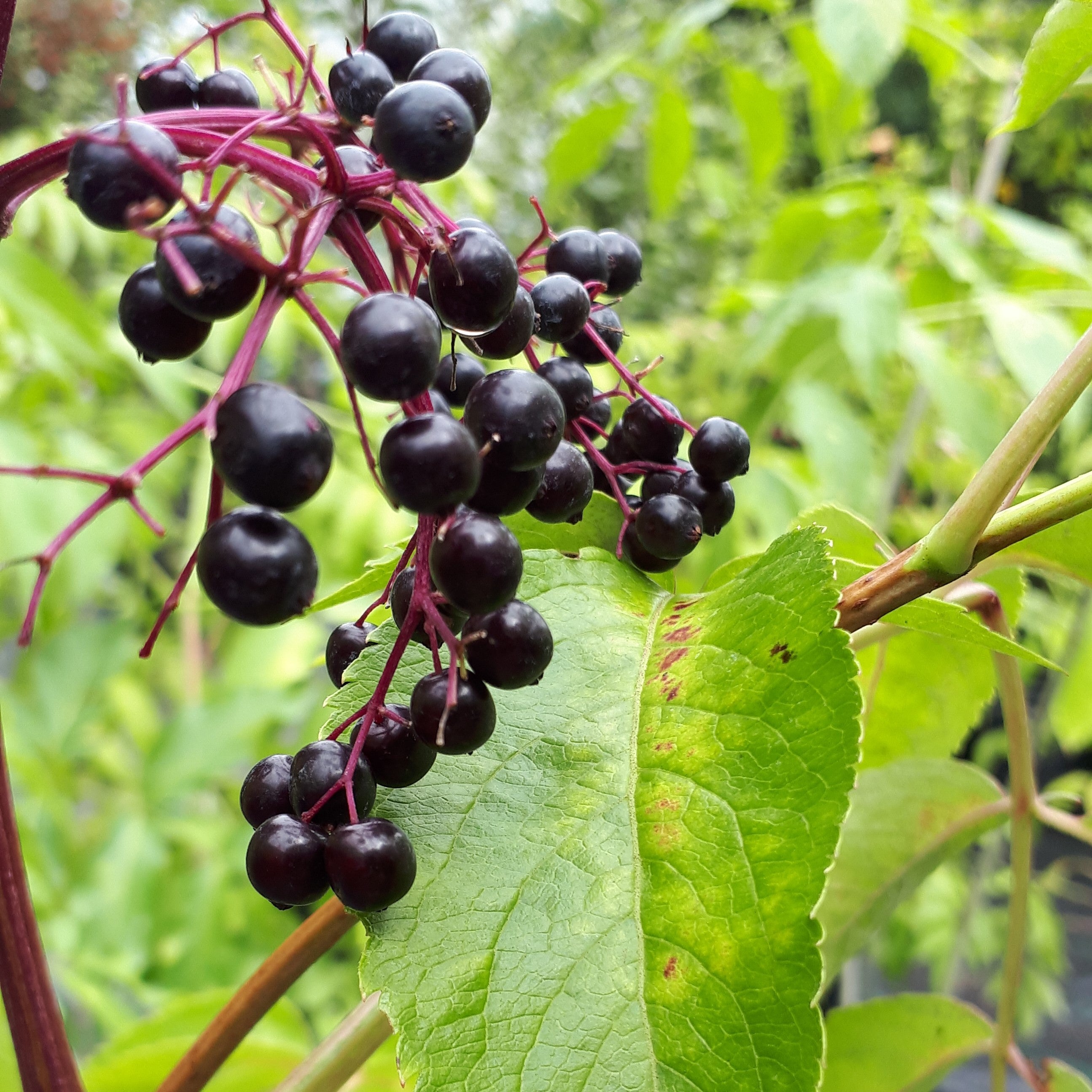 Elderberries