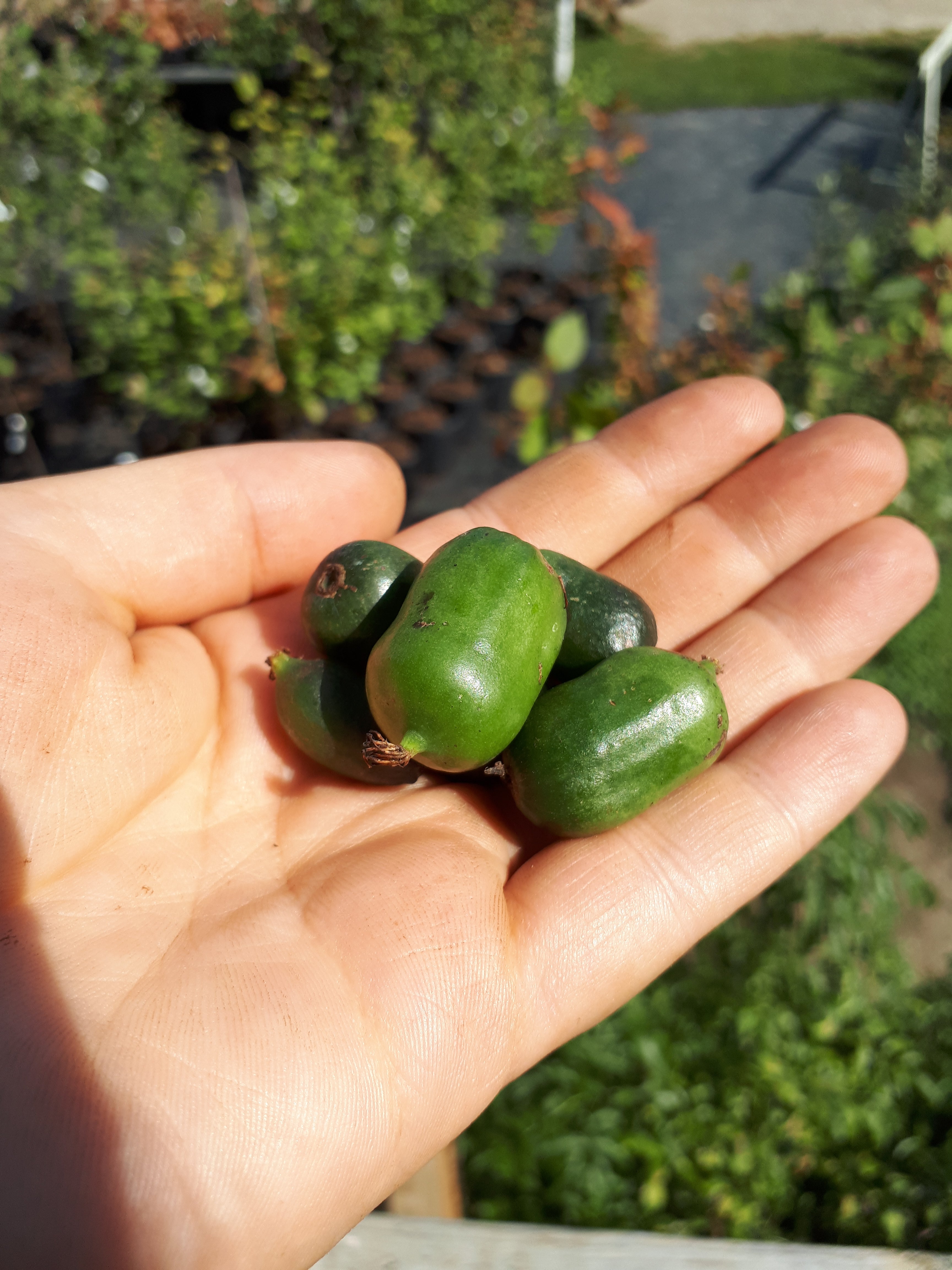 Arctic and Hardy Kiwis