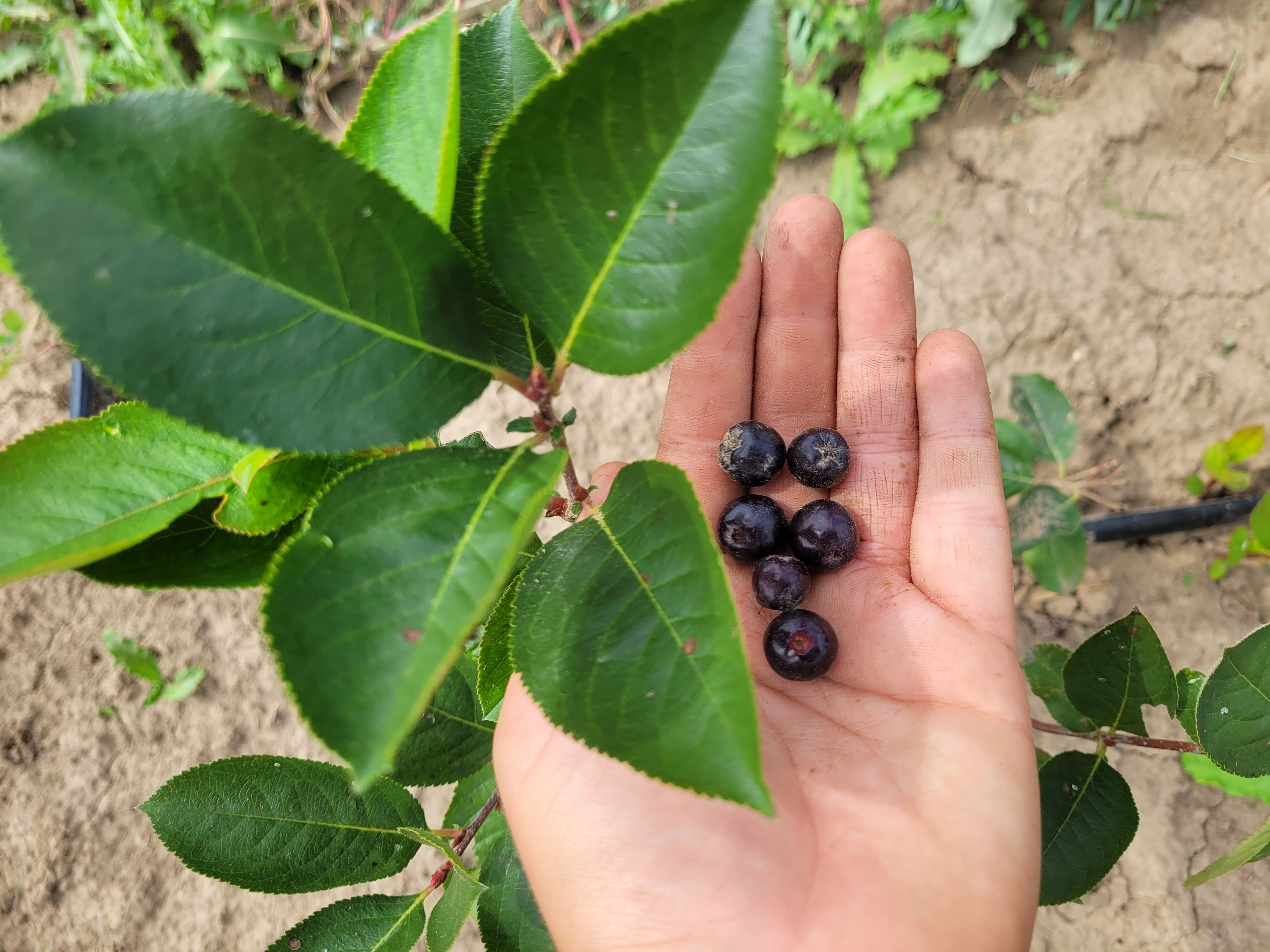 Aronia Berries