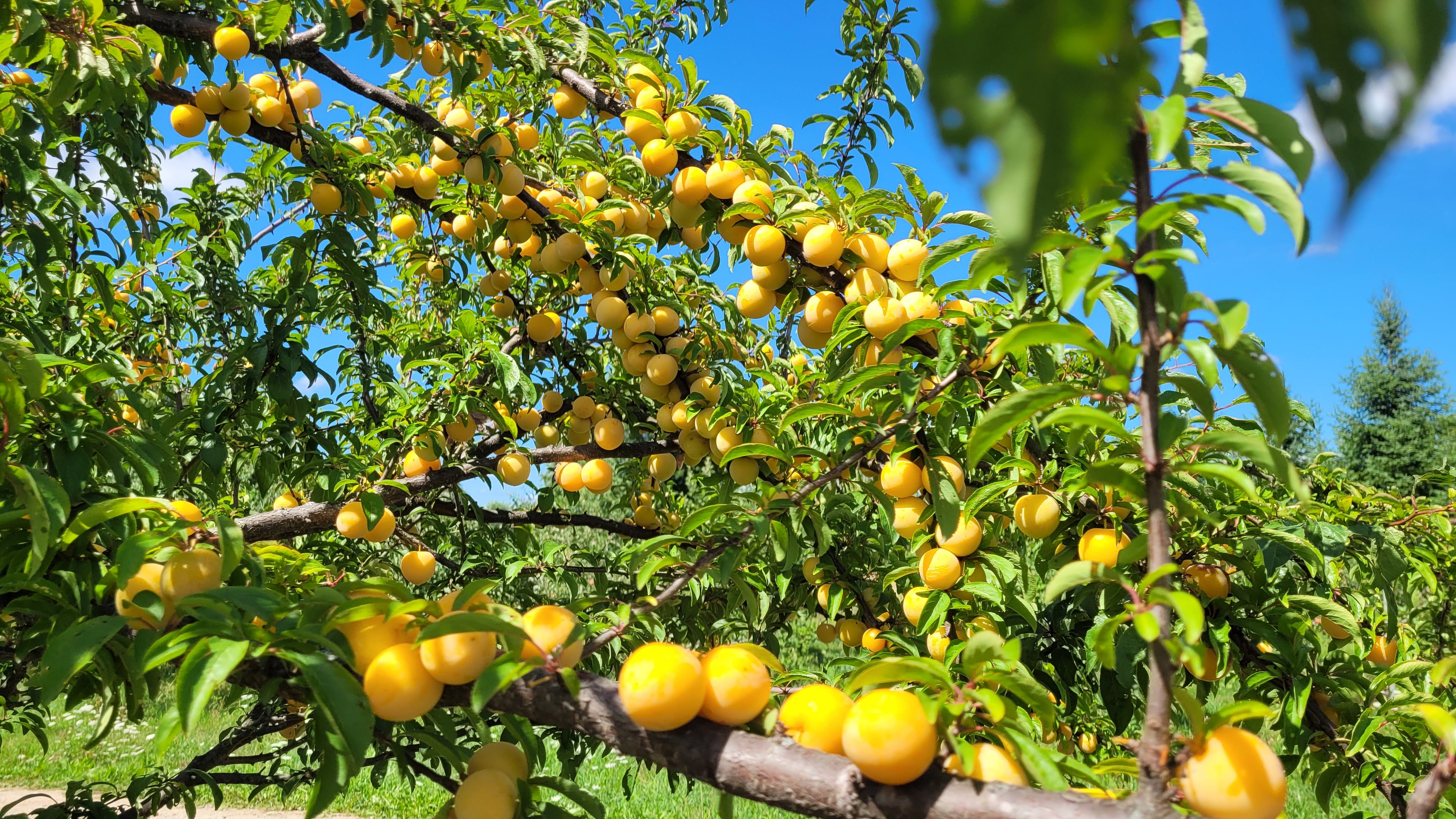 Japanese Plum Trees