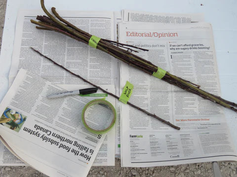 Rootstock & Scionwood