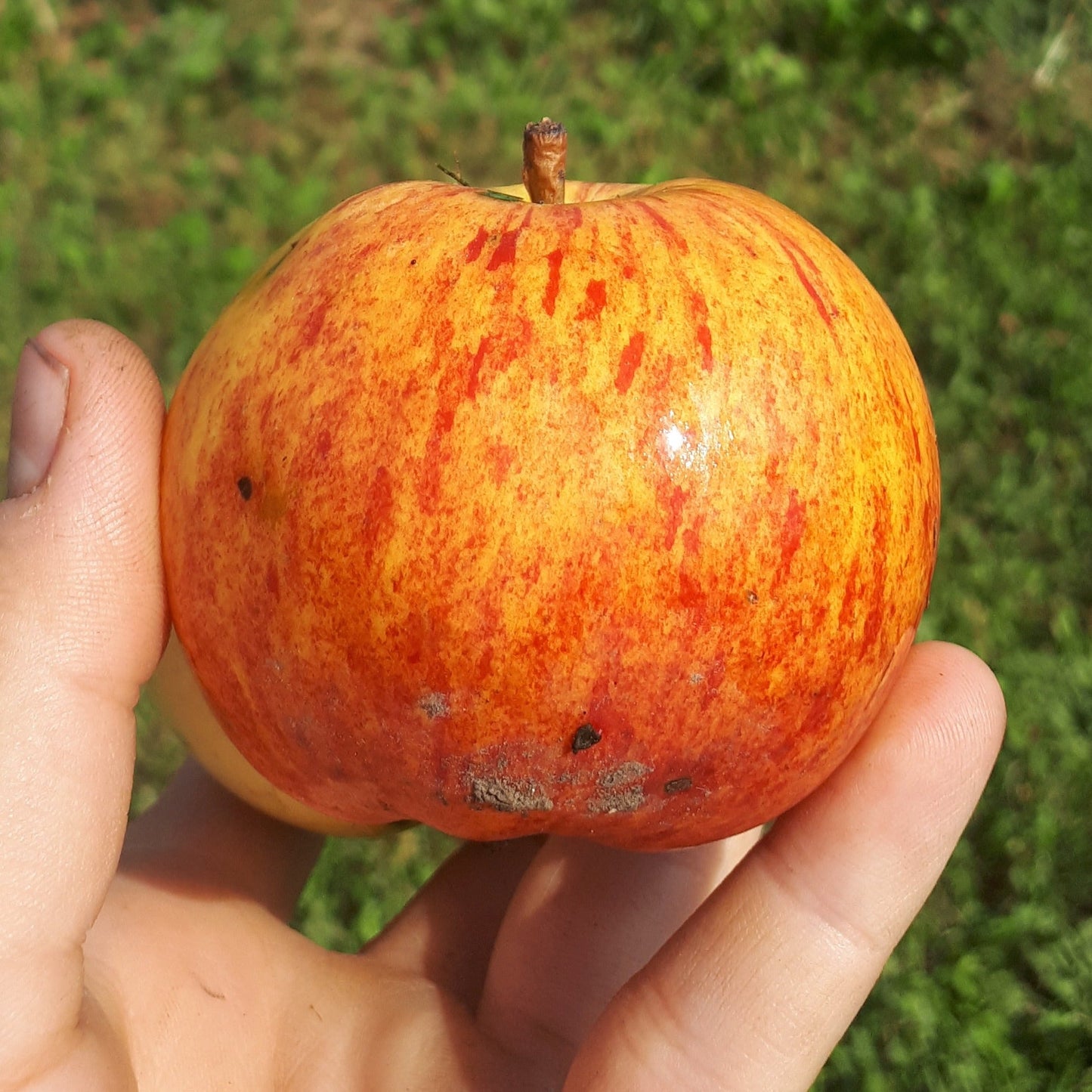Potted Yellow Gravenstein Apple
