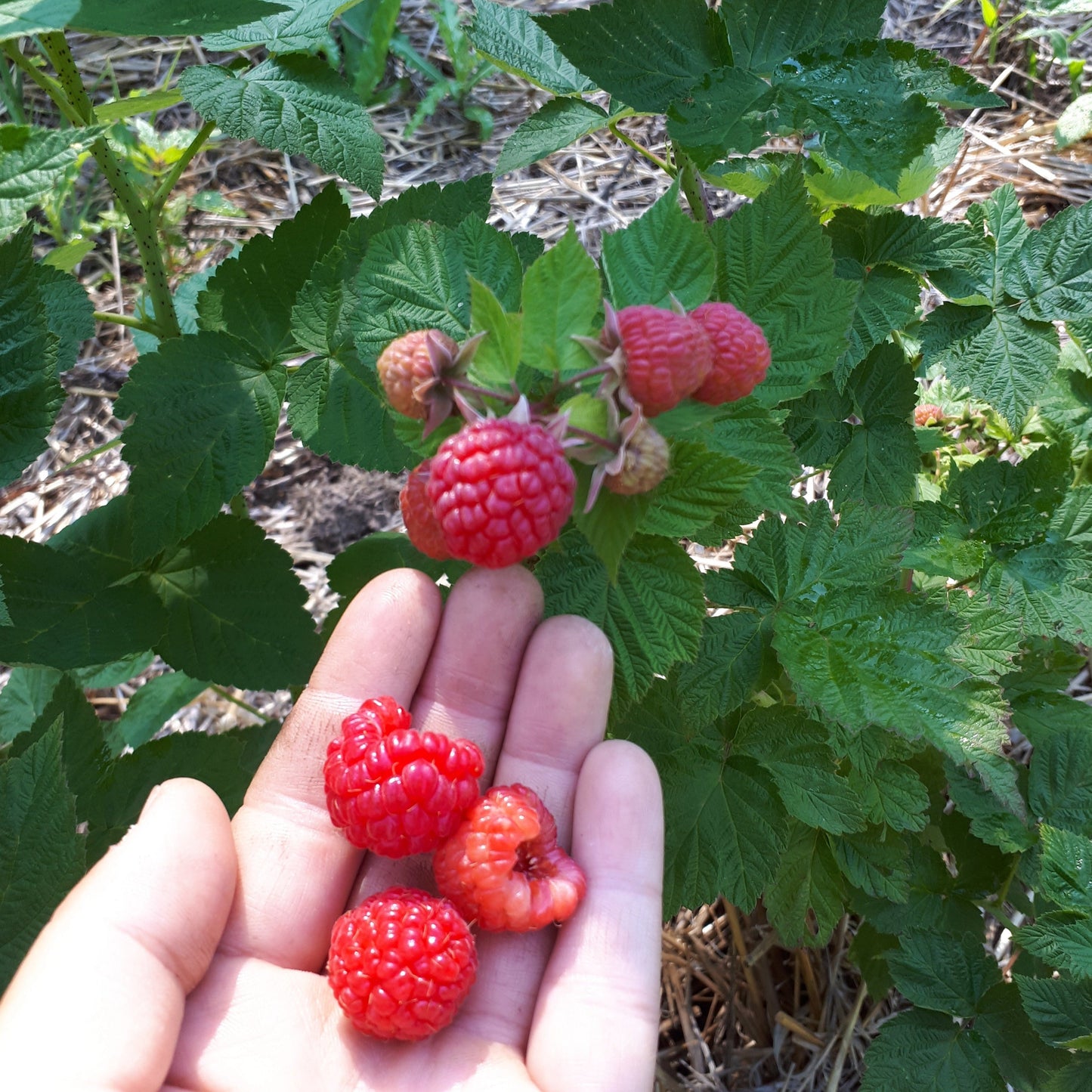 Potted Nova Red Raspberry