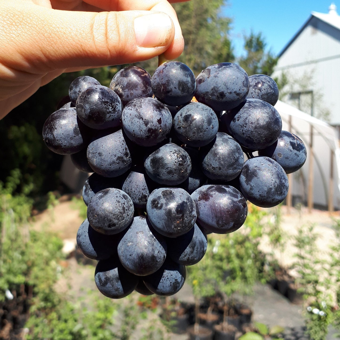 Potted Trollhaugen Grape