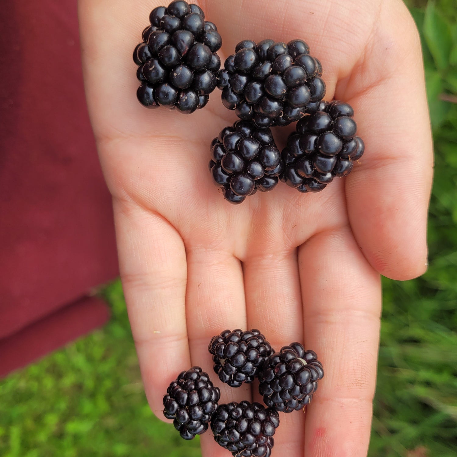 Chester Thornless Blackberries (top) compared to Illini Hardy (bottom)
