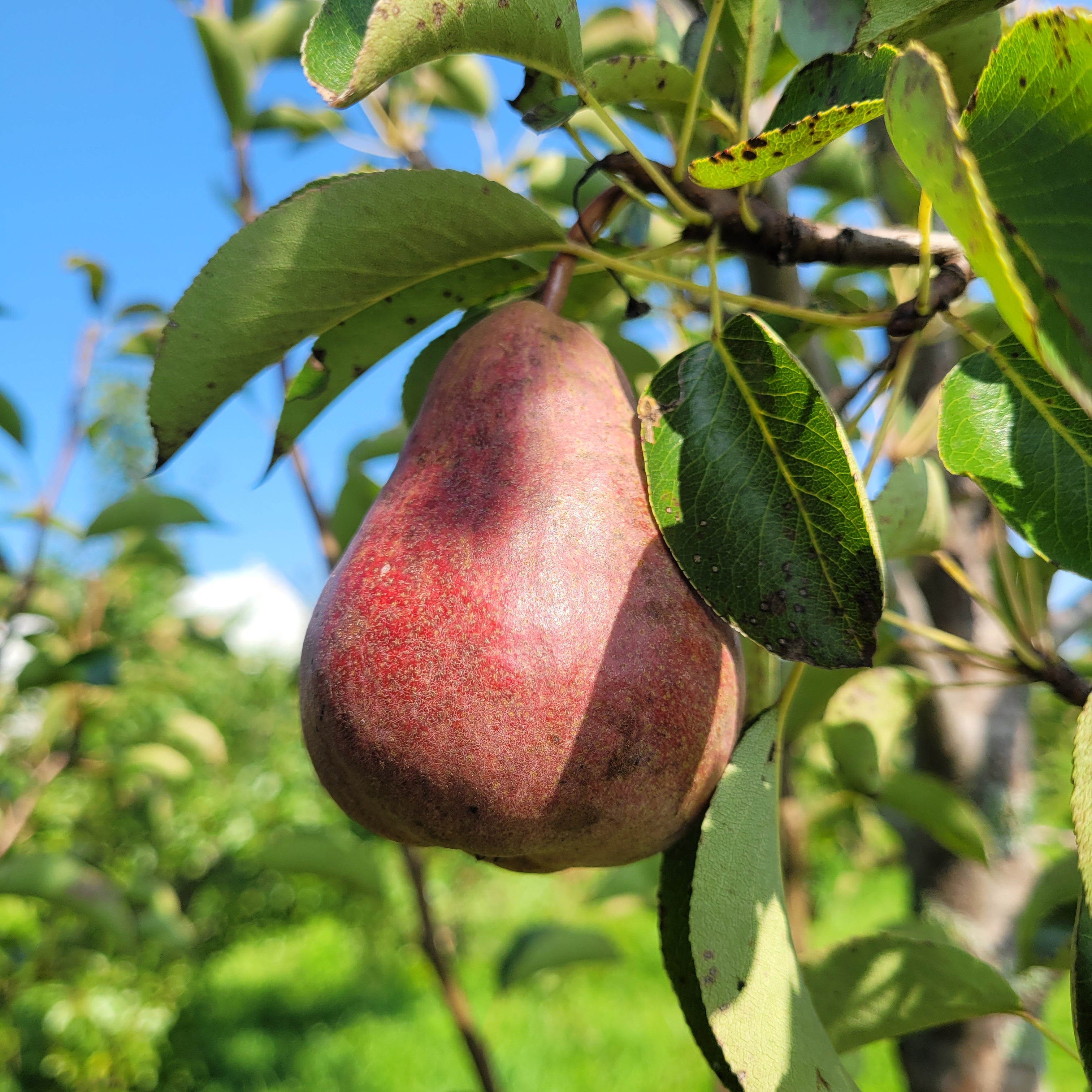 Red Sensation Bartlett Pears