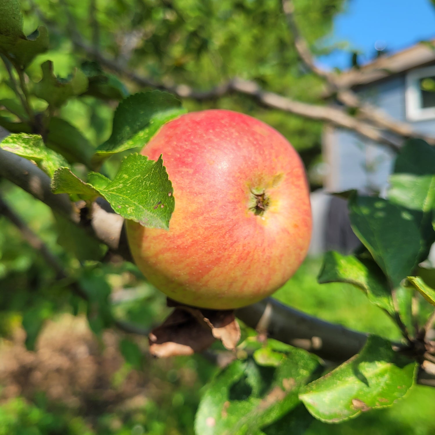 Alkmene Apple Bareroot