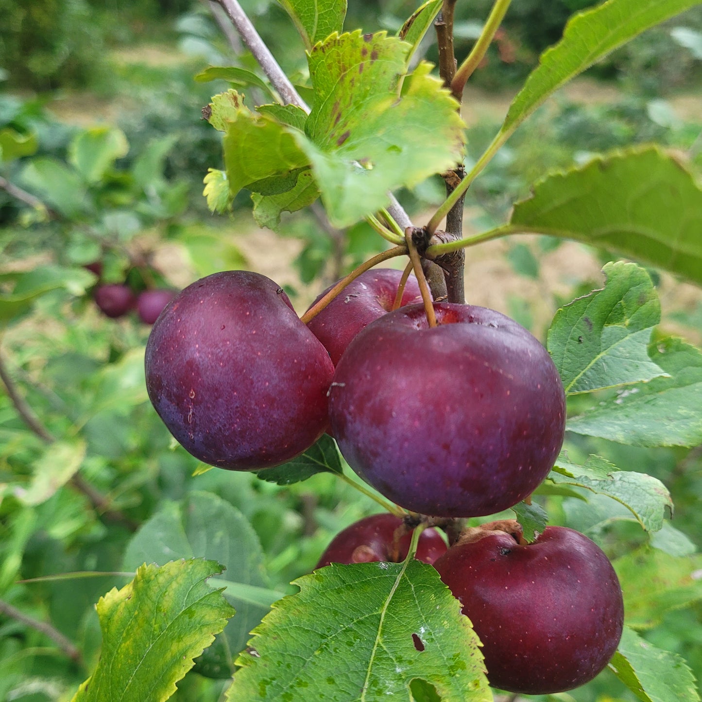 Hyslop Crabapple