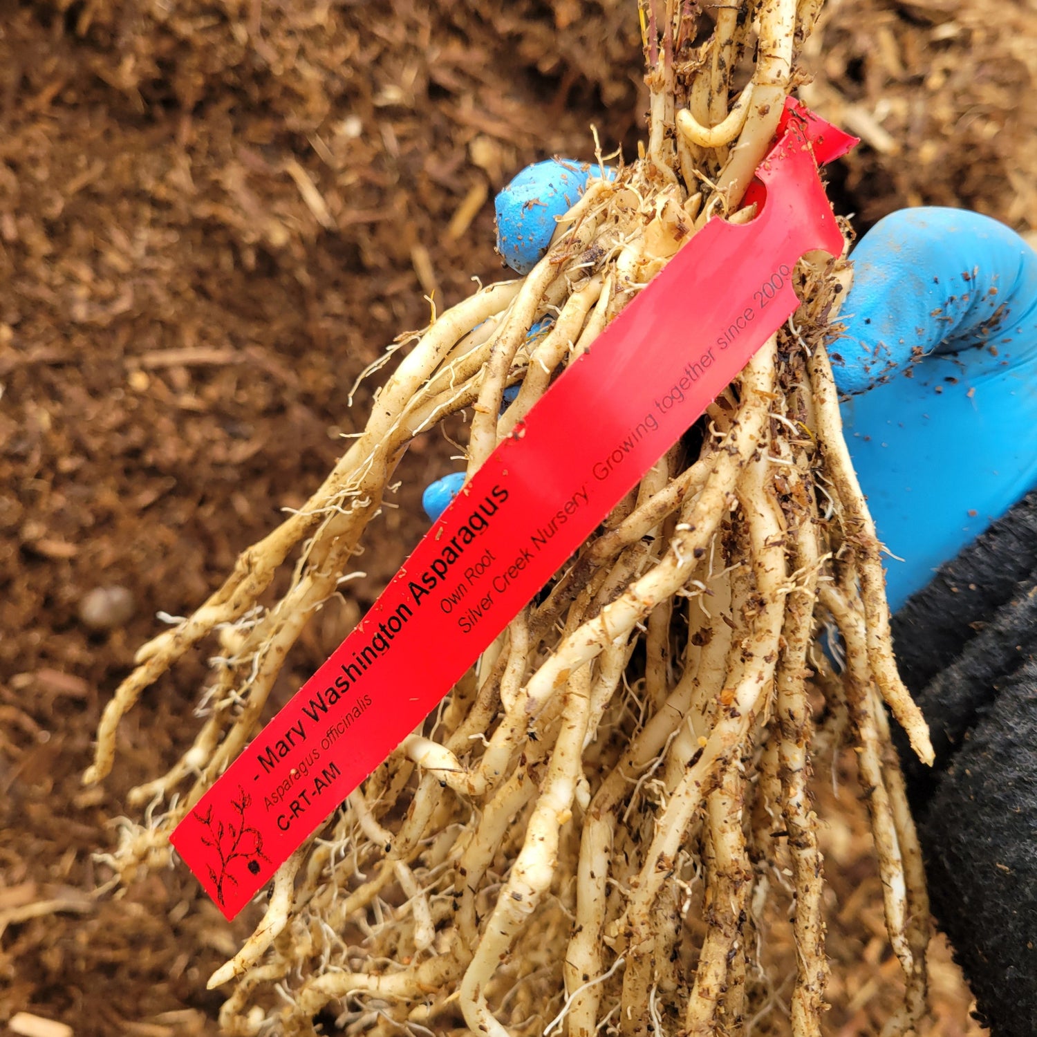 Mary Washington asparagus