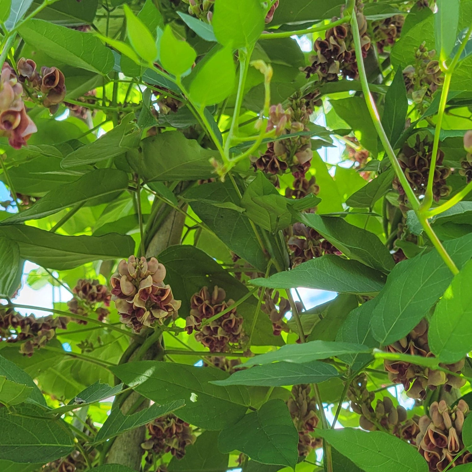 american groundnut vine blooming