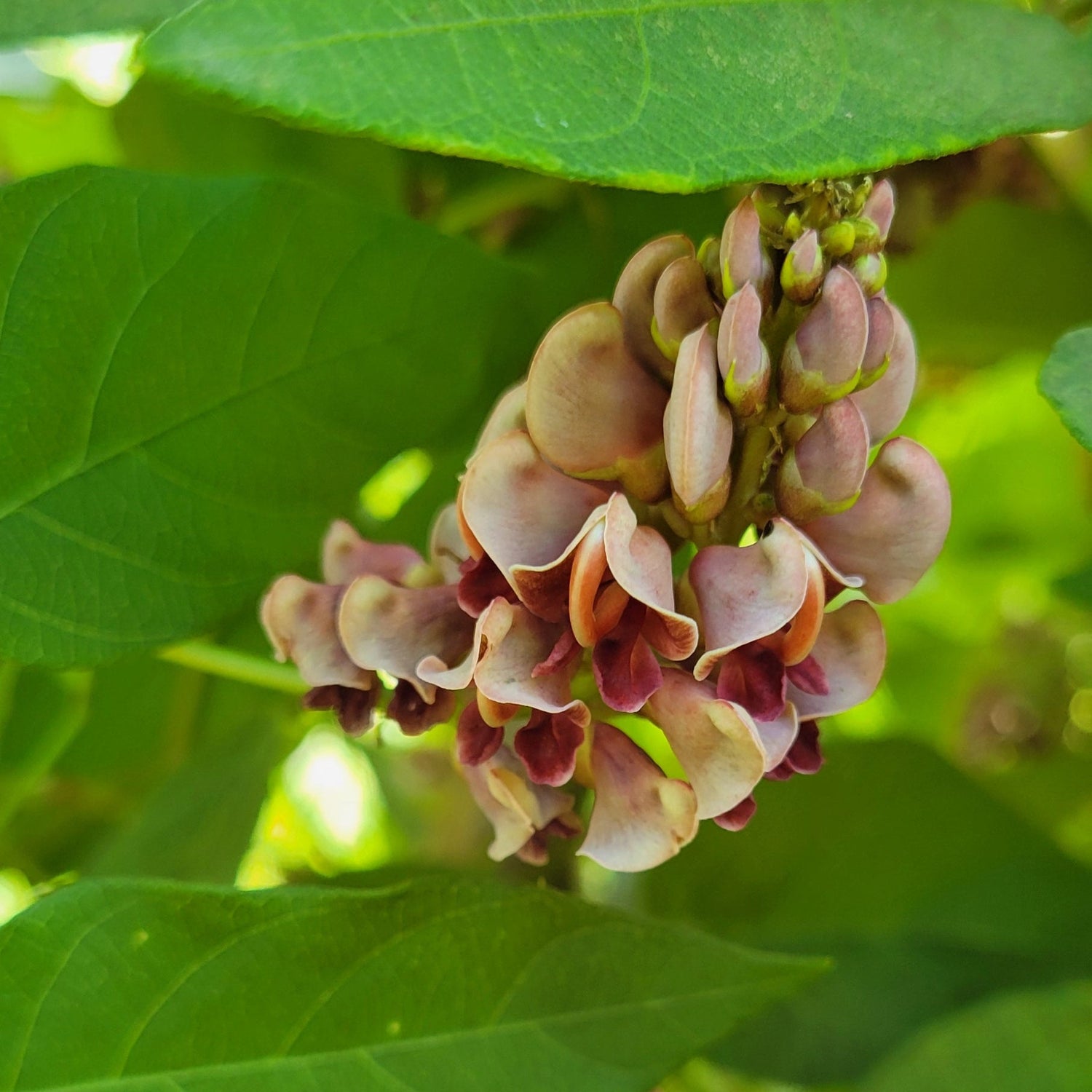 American groundnut blossoms closeup