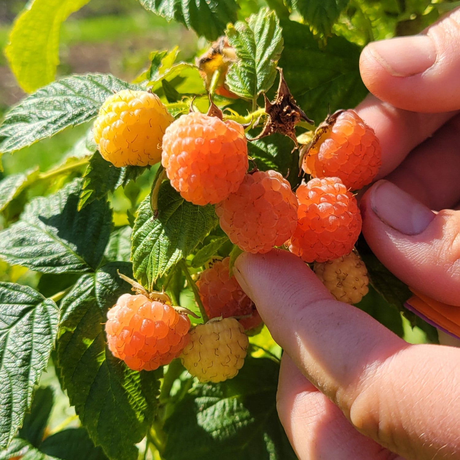 Anne raspberries being harvested.