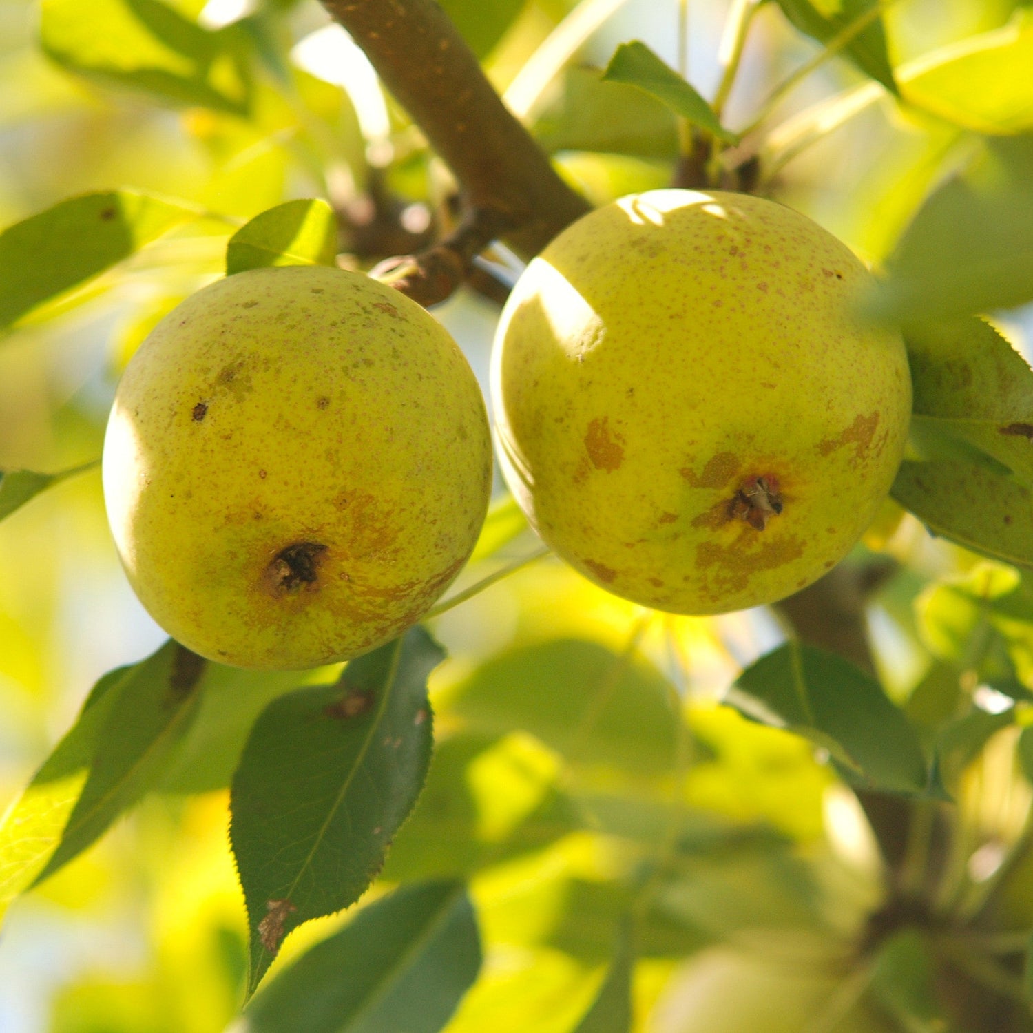 Ping Guo Li Pear Bareroot