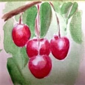 Potted Niagara Sweet Dark Cherry Seedling