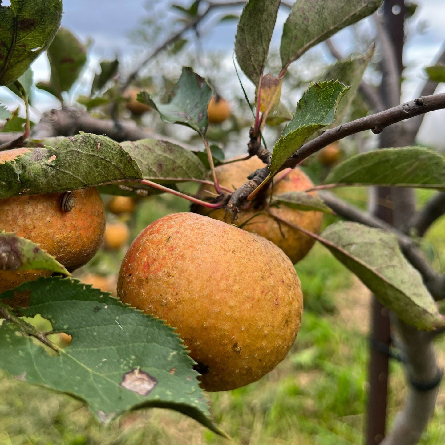 Potted Ashmead's Kernel Apple