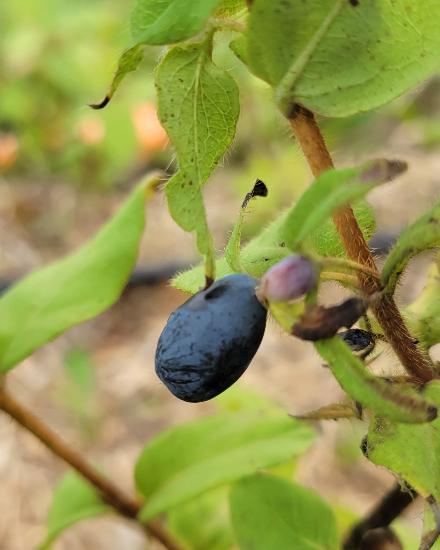 Indigo Gem haskap on a young plant (first fruit it has ever grown)!