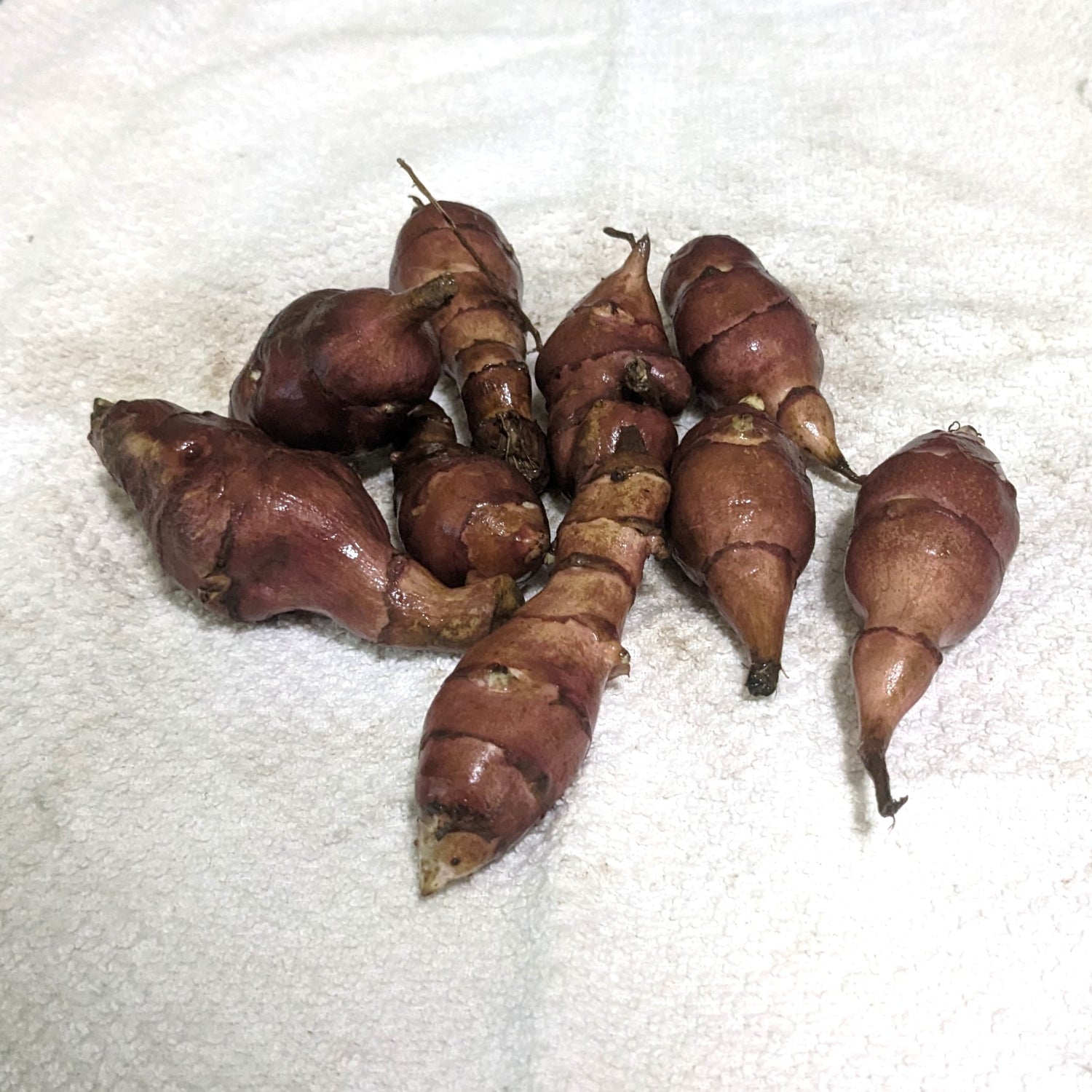 Beaver Valley Purple sunchoke tubers lying on a towel.