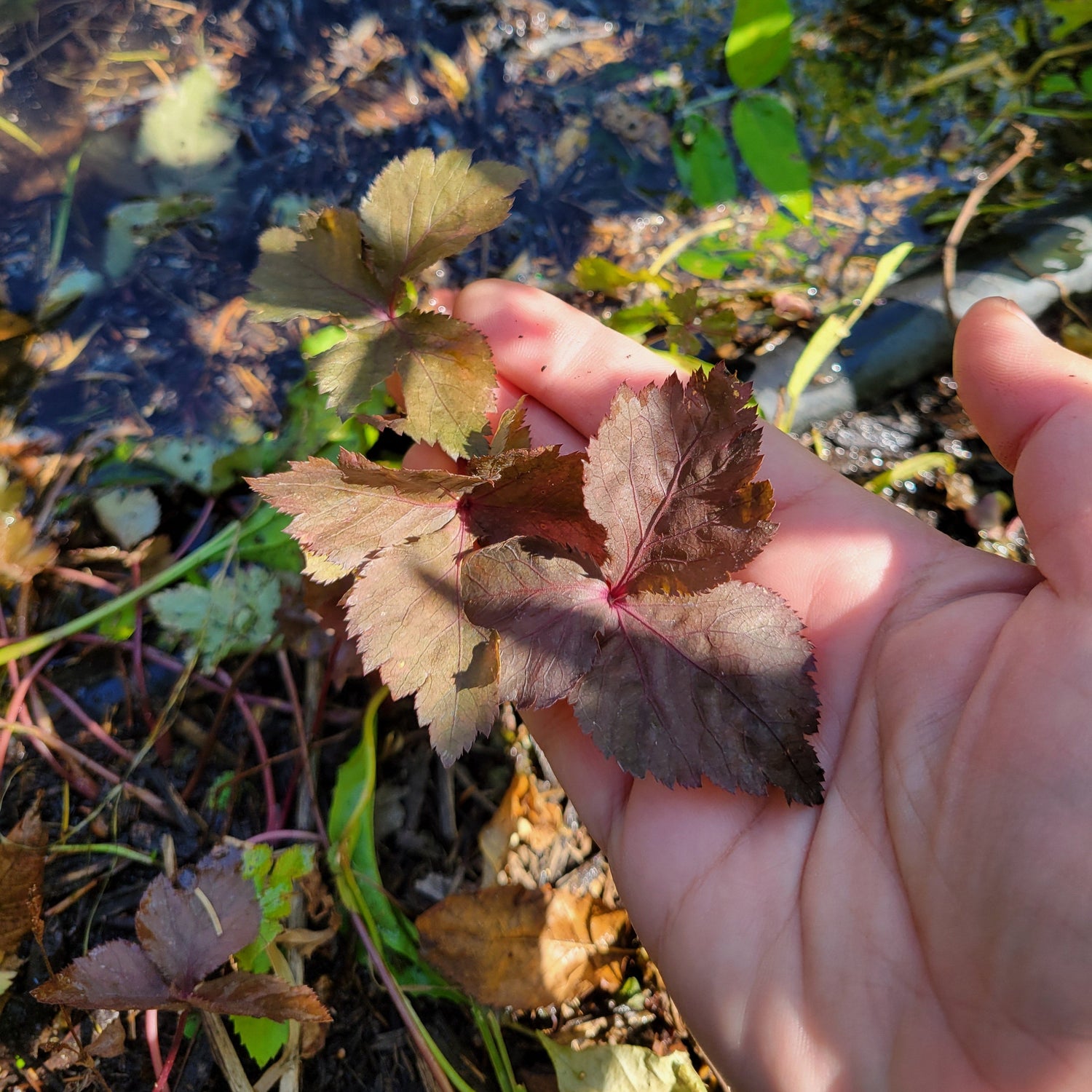 purple mitsuba leaves.