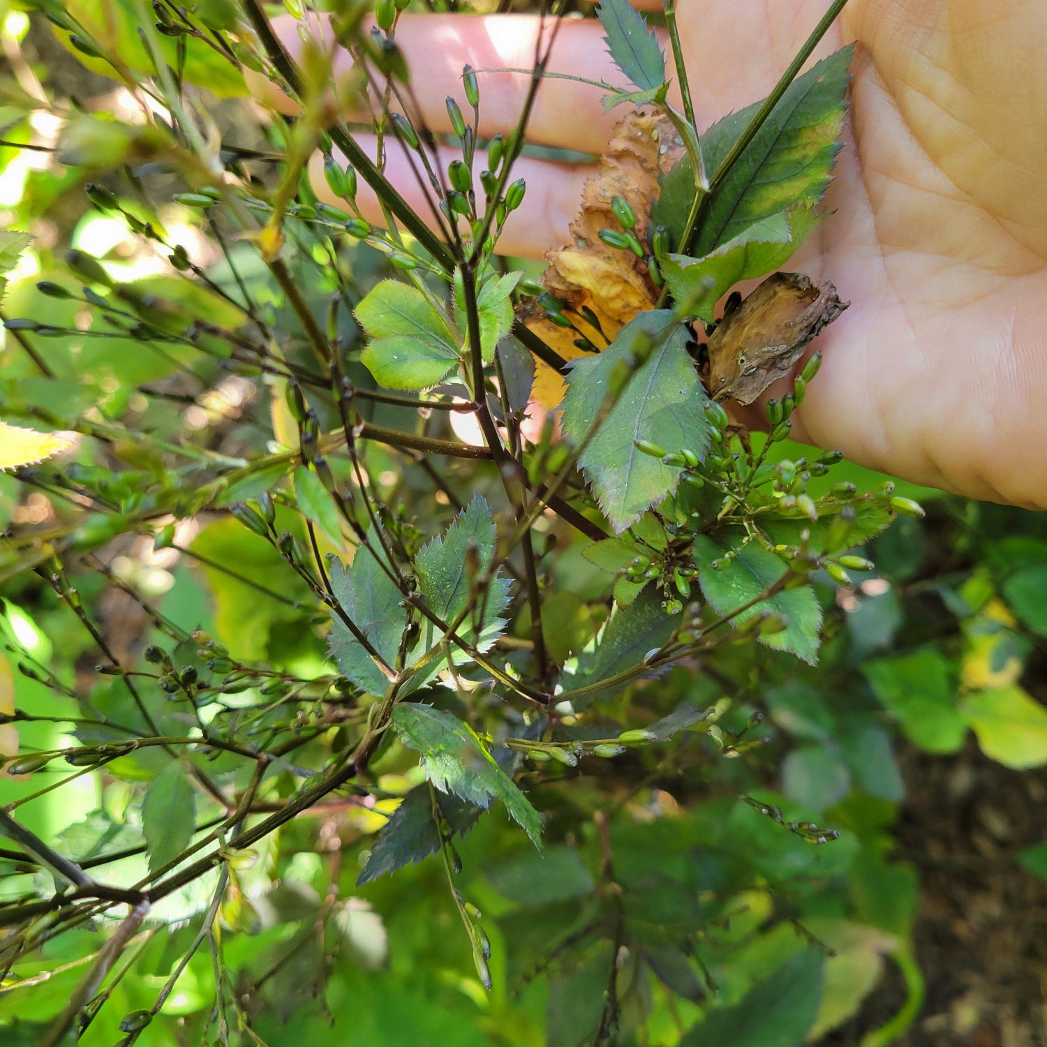 Mature Purple Mitsuba leaves going to seed.