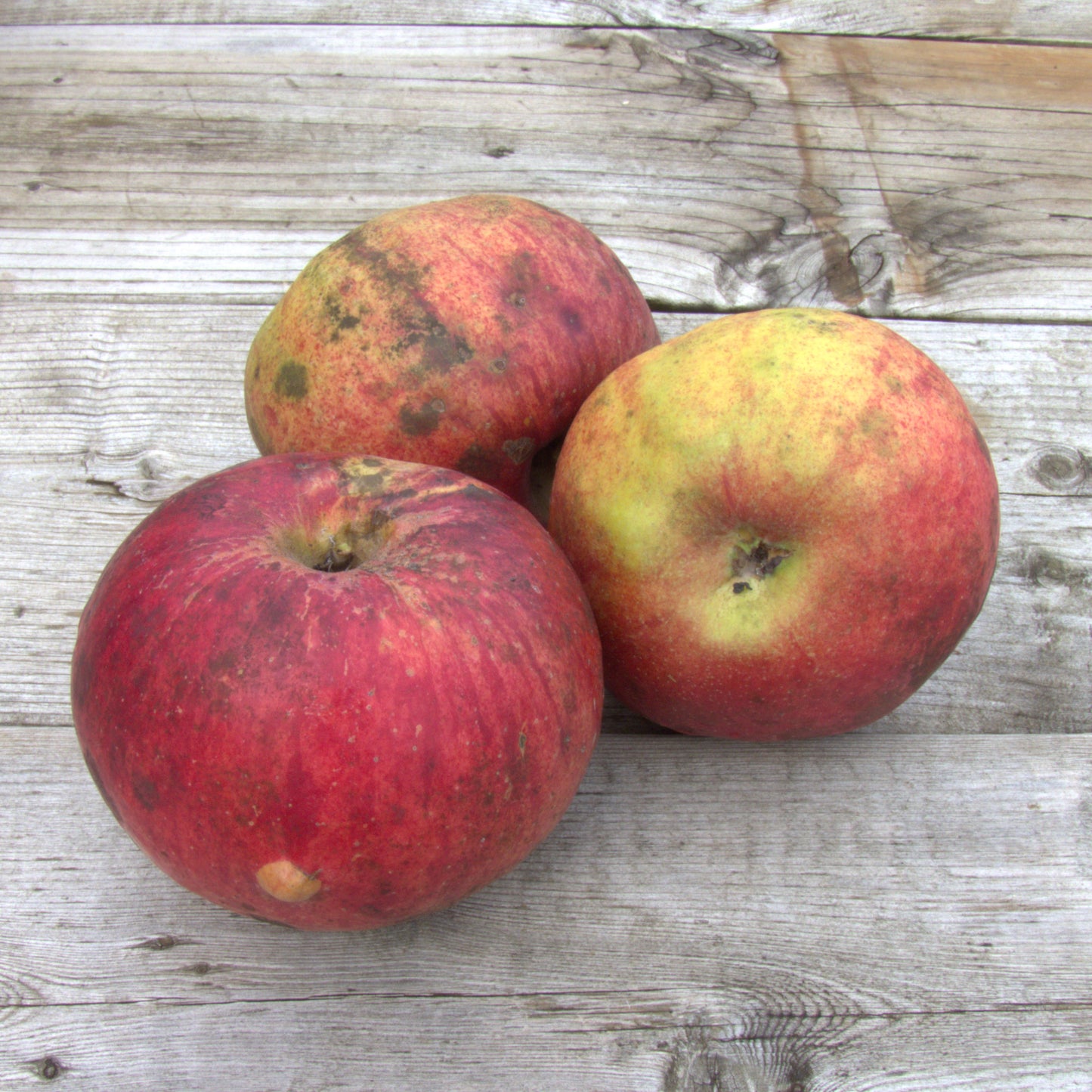 Twenty Ounce Apple