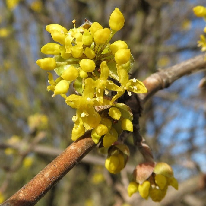Cornelian Cherry Dogwood Seedling