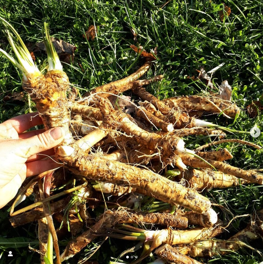 Potted Horseradish
