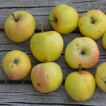 Mustela Apple