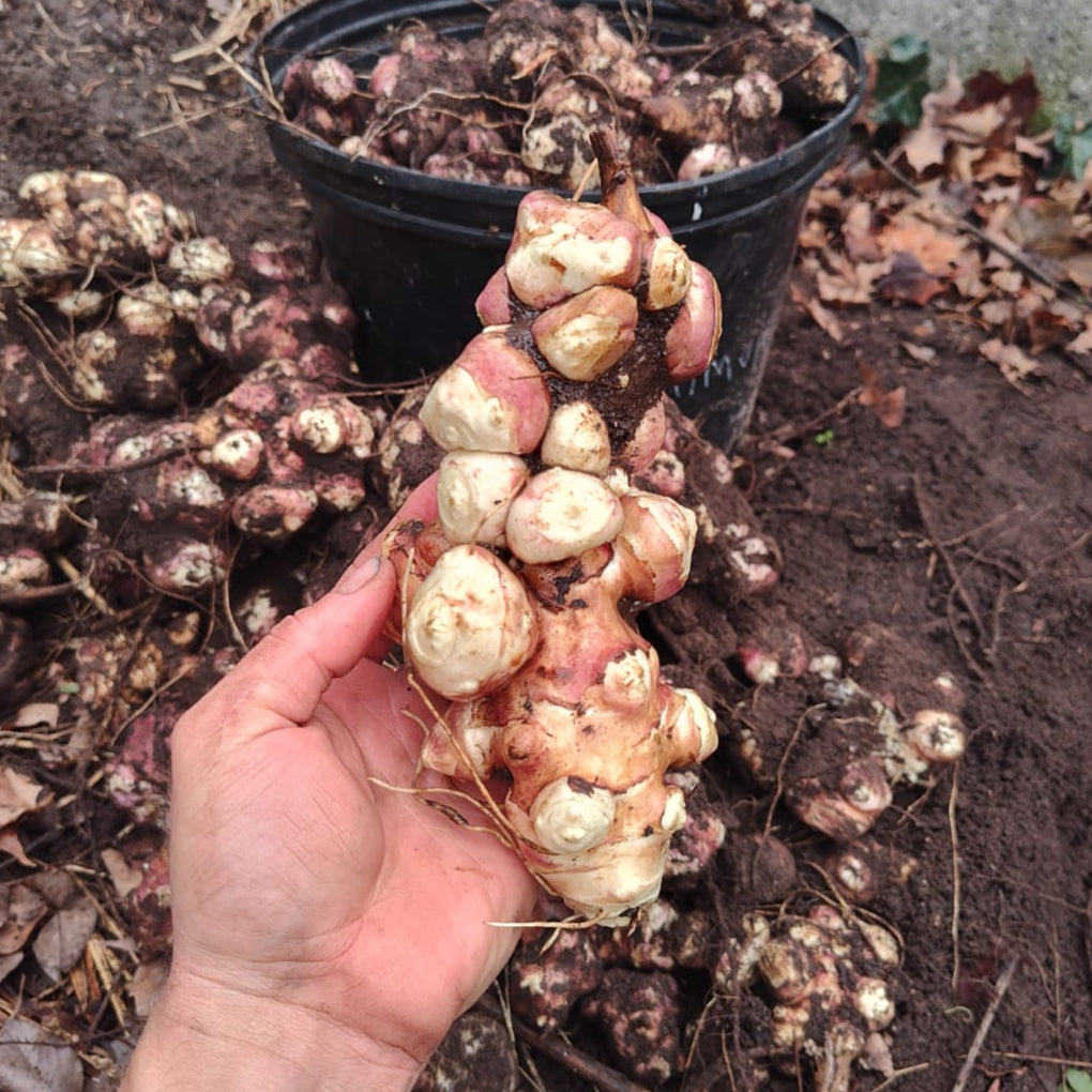 Mavor Sunchoke Tuber