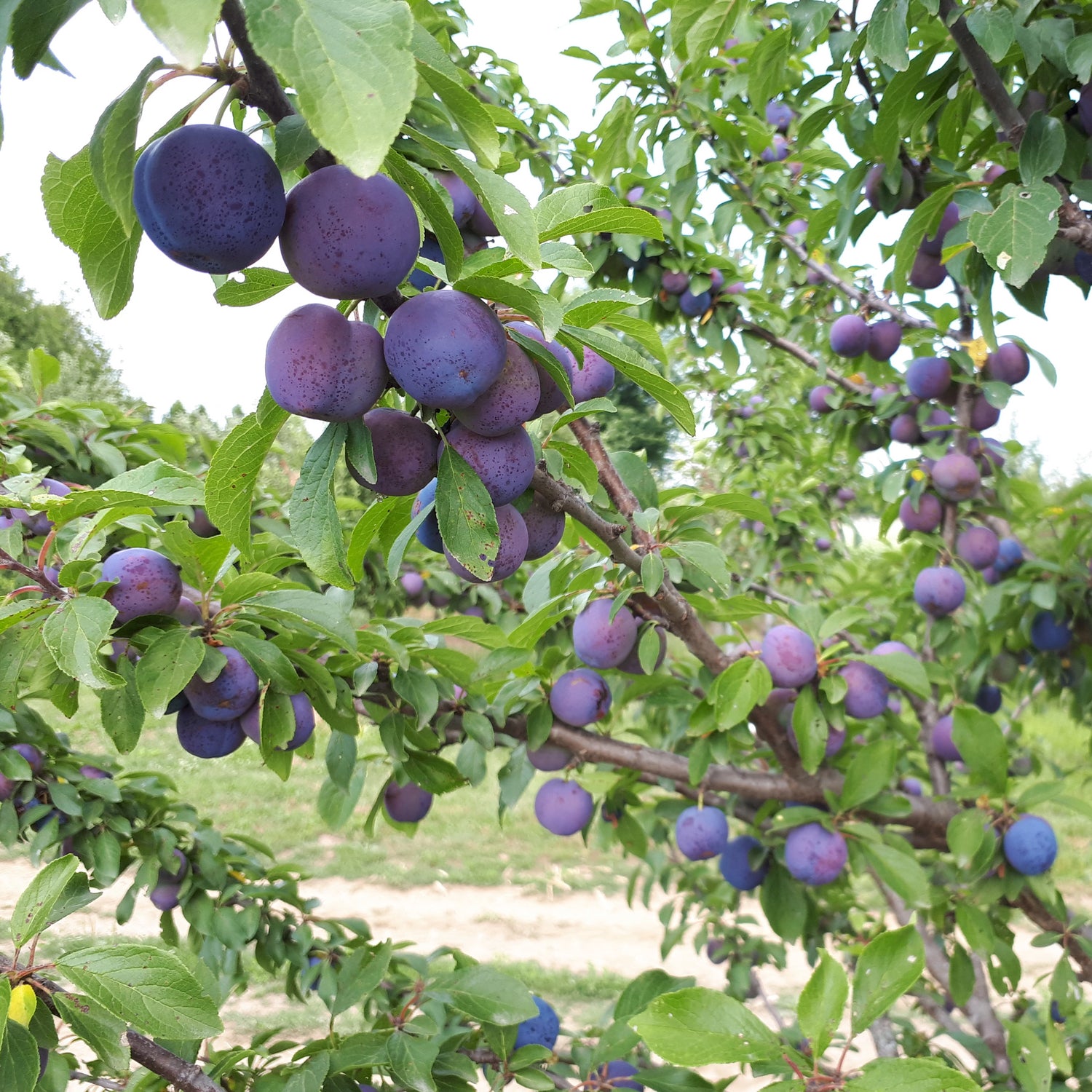Mount Royal European Plum Bareroot