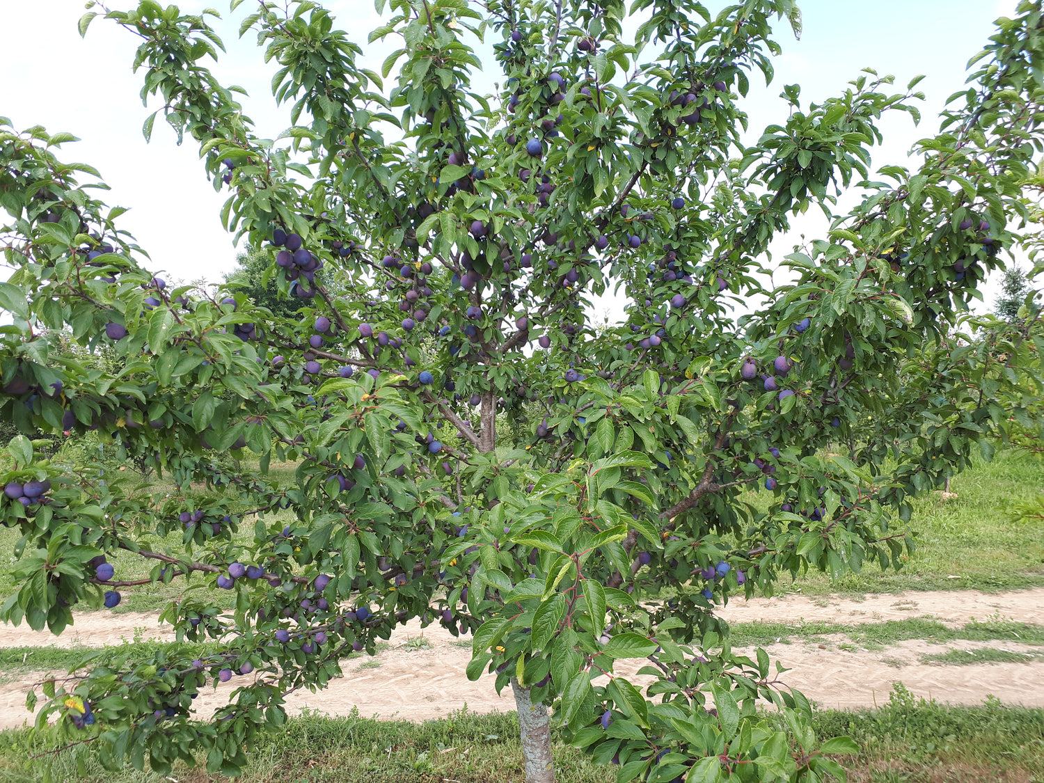 Mount Royal European Plum Bareroot