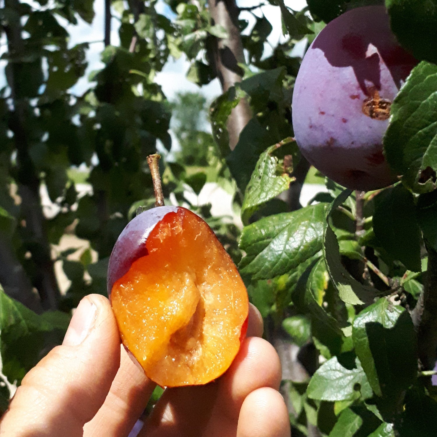 Waneta Hybrid Plum Bareroot