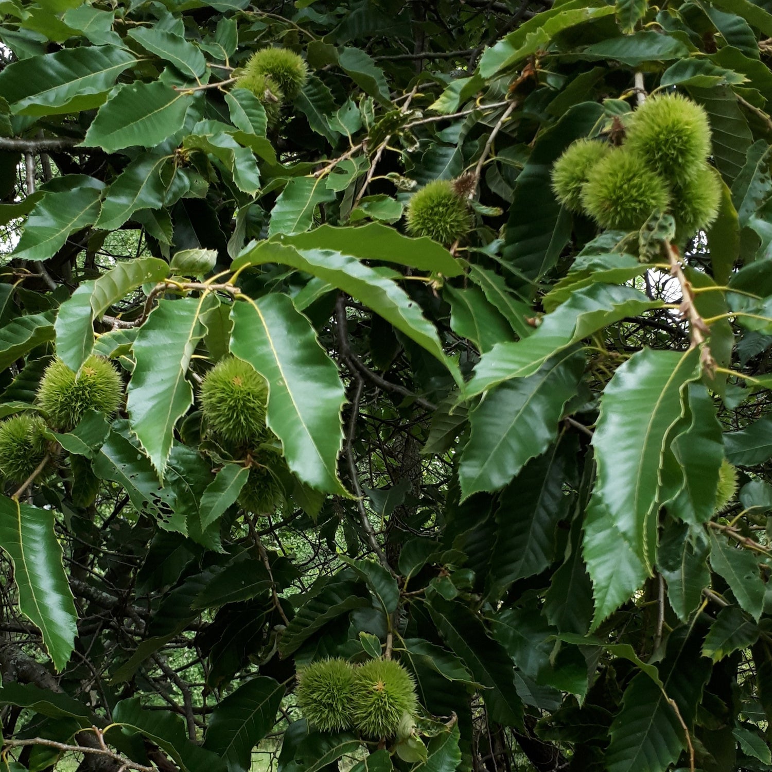 Sweet Chestnut Seedling Bareroot