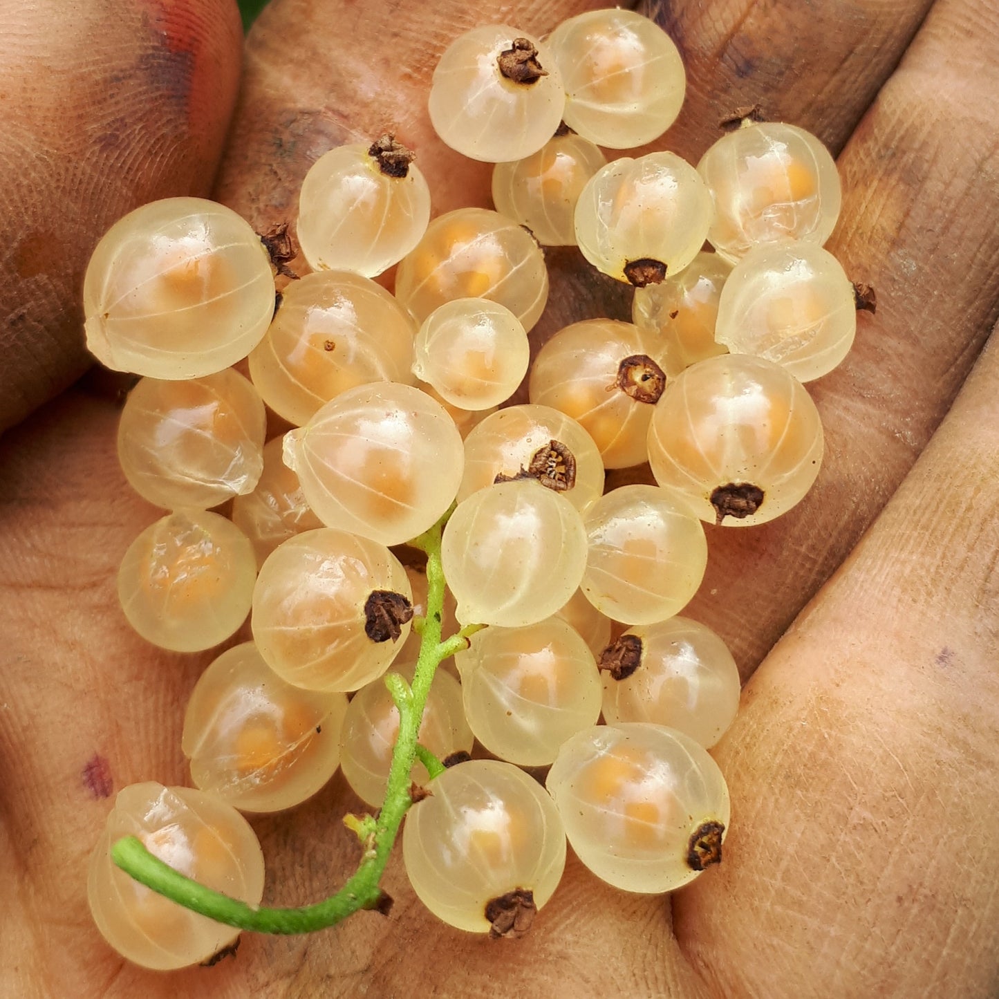 White Pearl Currant