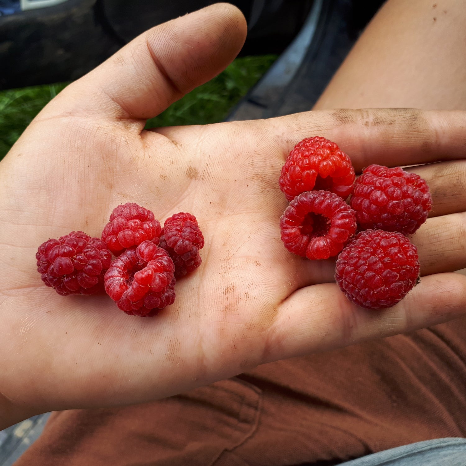 Nova Red Raspberries on someone's hand
