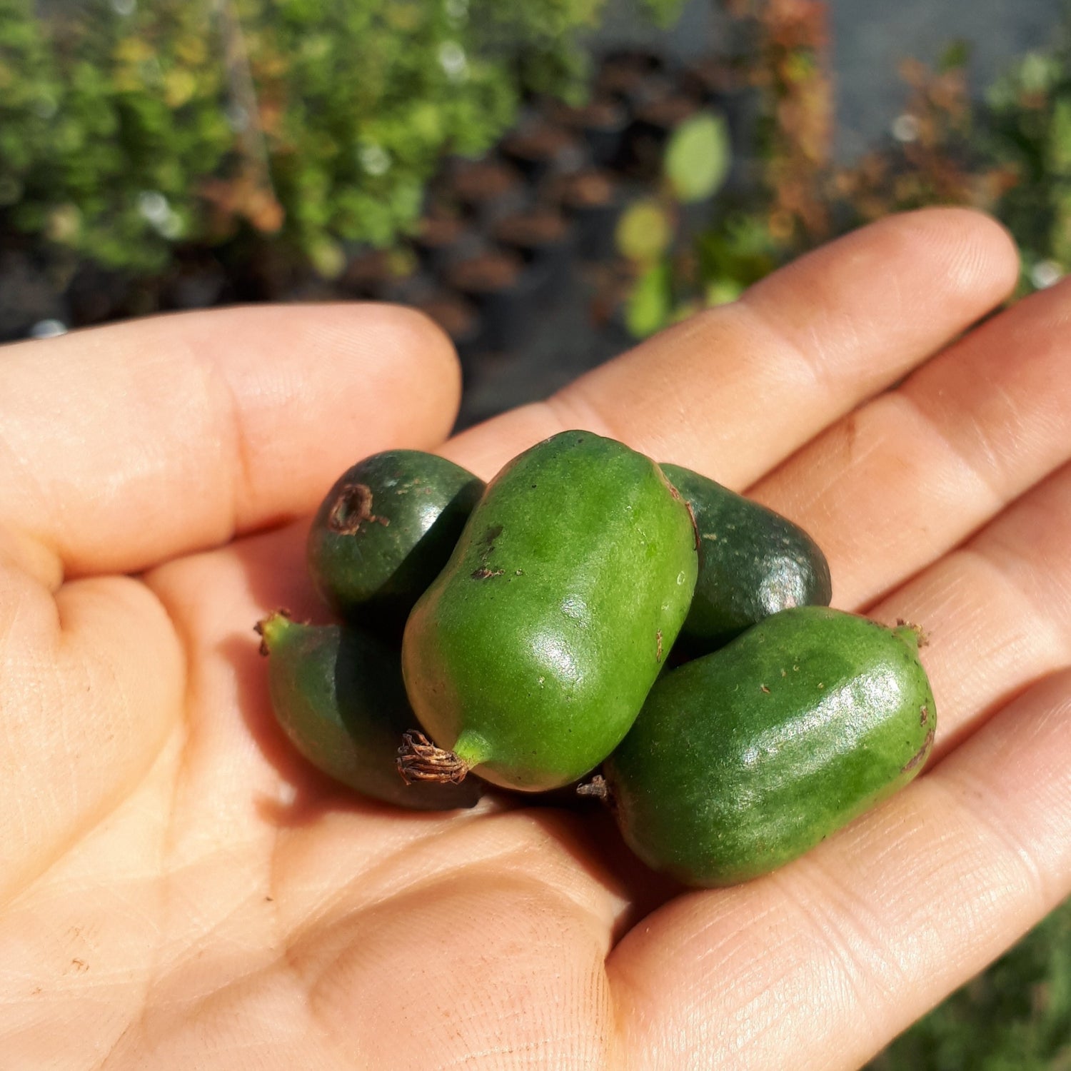 Handful of Changbai Giant Hardy Kiwi (Female)