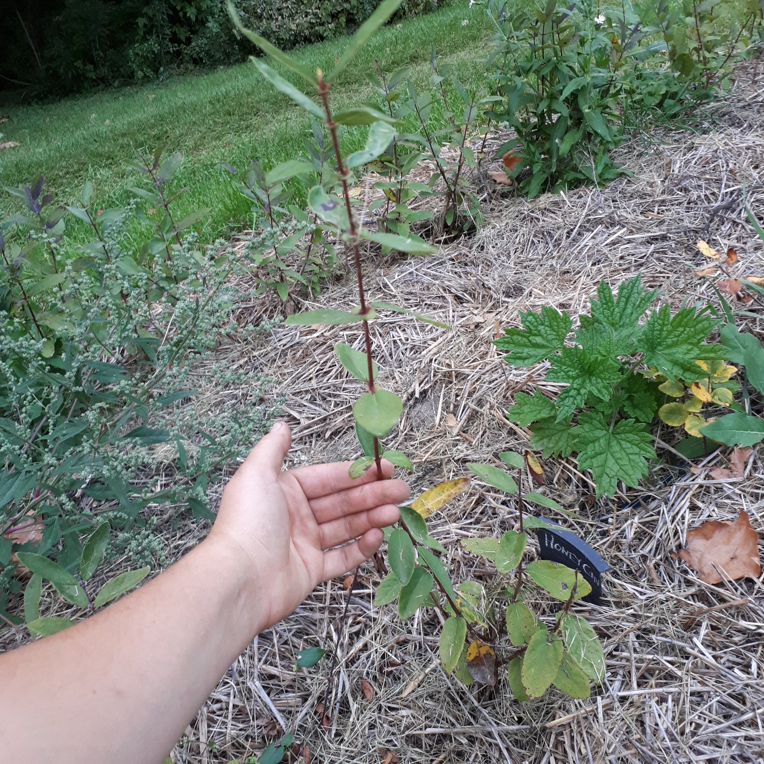 Honey Gin Haskap plant