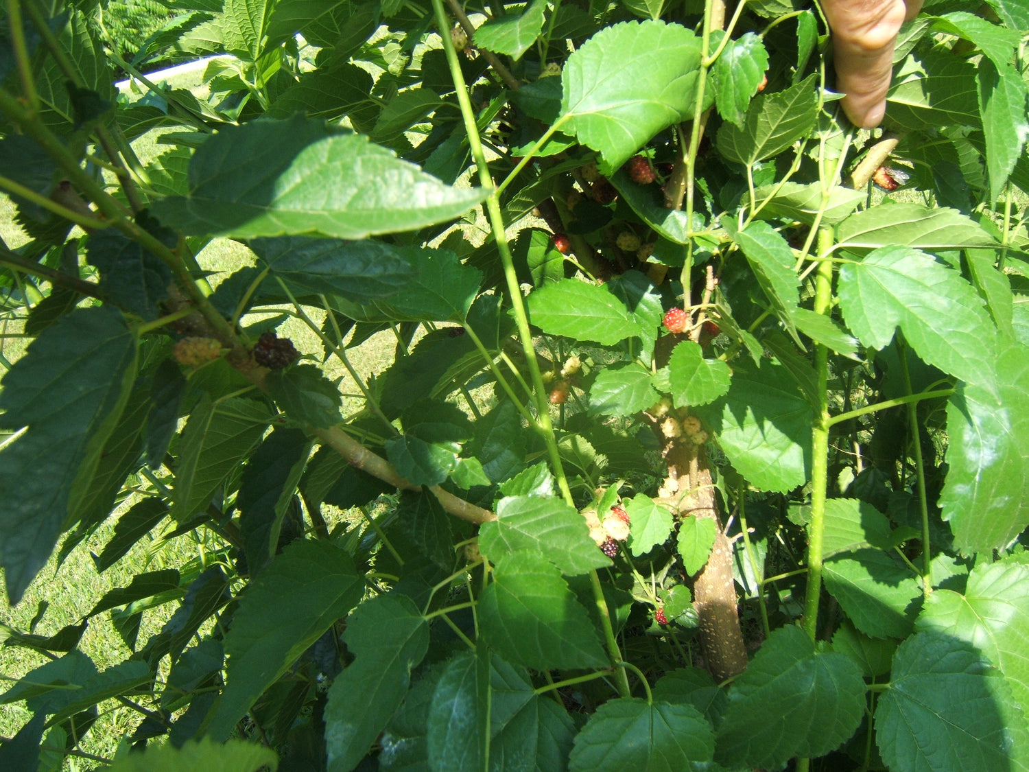 Dwarf Everbearing Mulberry Bush with berries on it