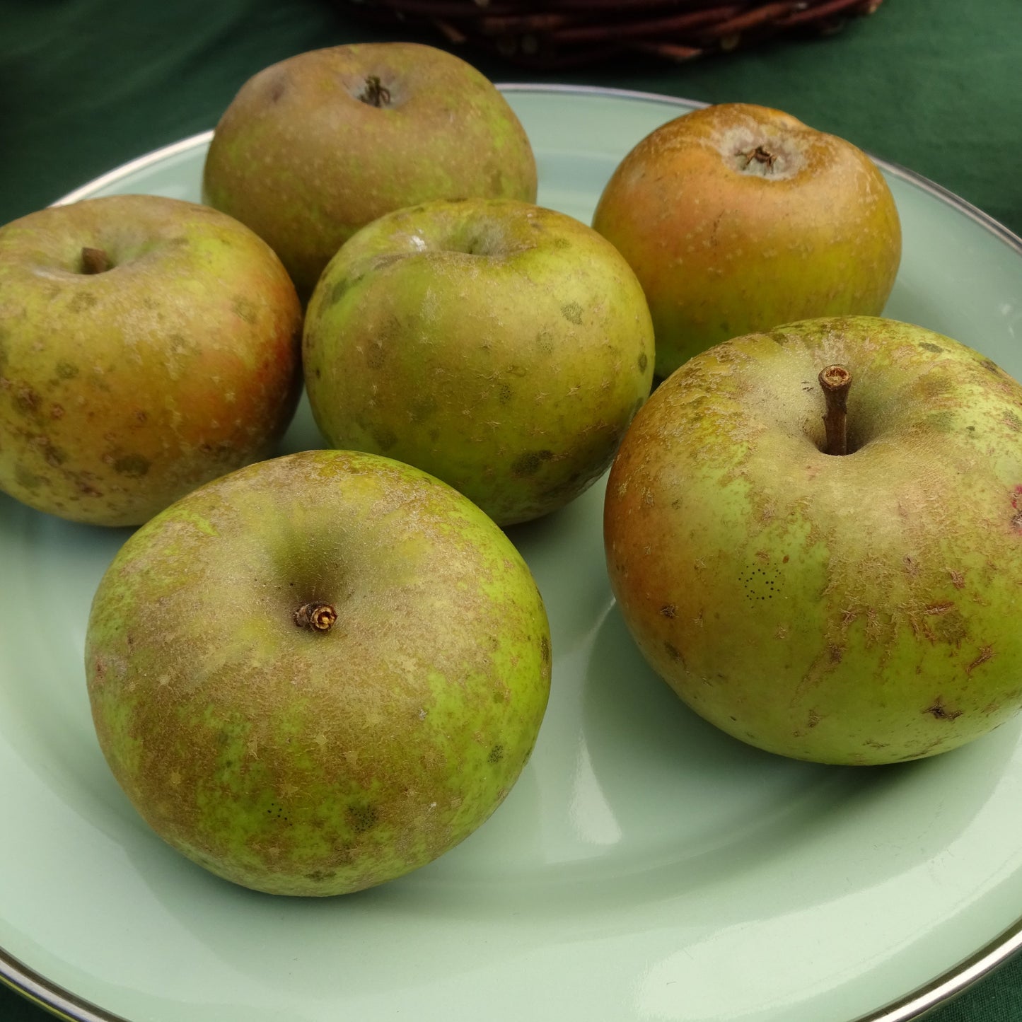 Nonpareil Apple