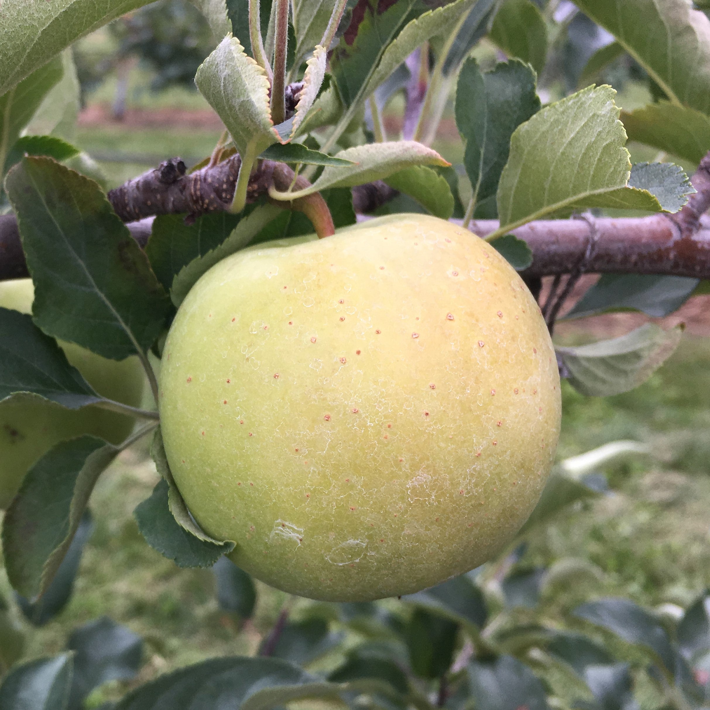 イチジク小苗　Gold Rush ㊿ イチジク小苗 Gold Rush ㊿