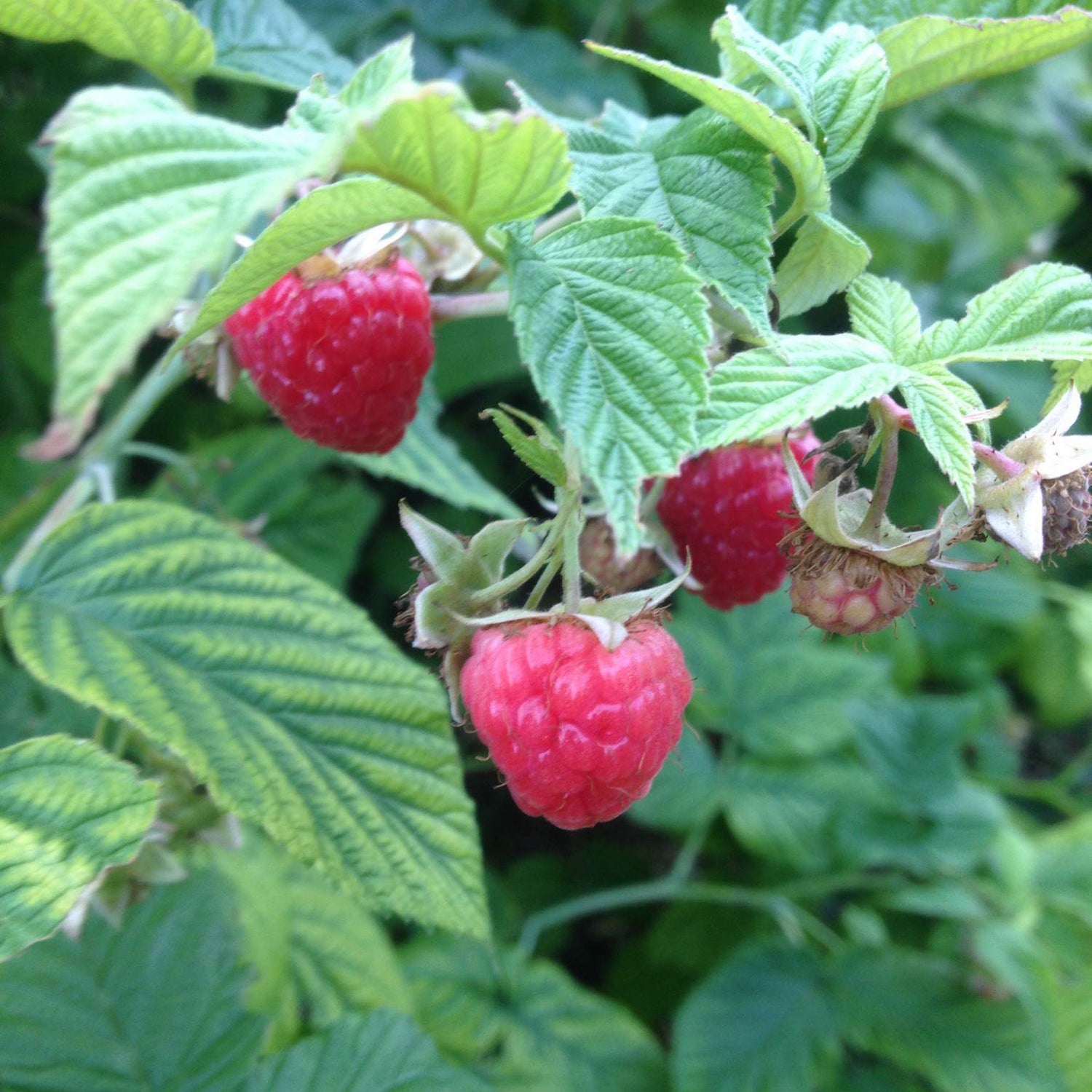 Grandma Odula Red Raspberry