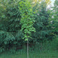 young maple tree