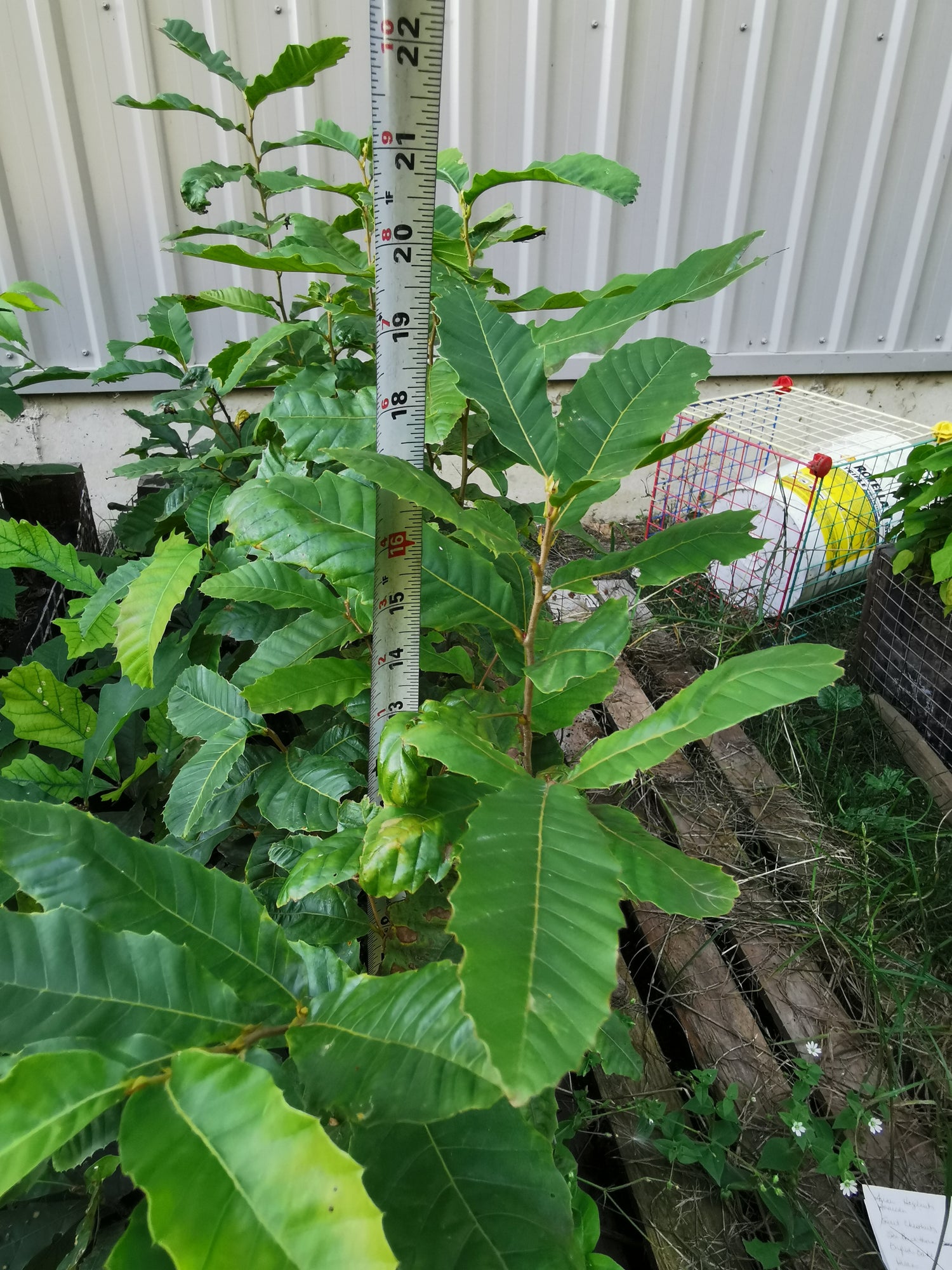Sweet Chestnut Seedling Bareroot