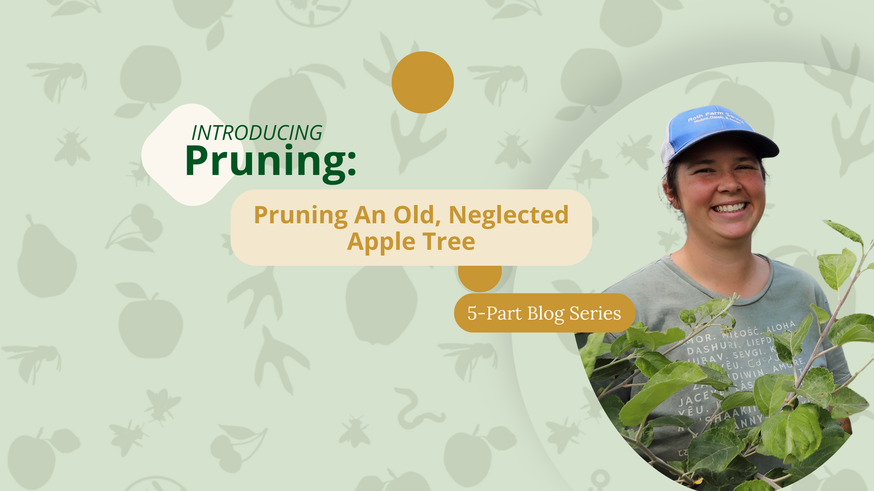 Pruning an Old, Neglected Apple Tree
