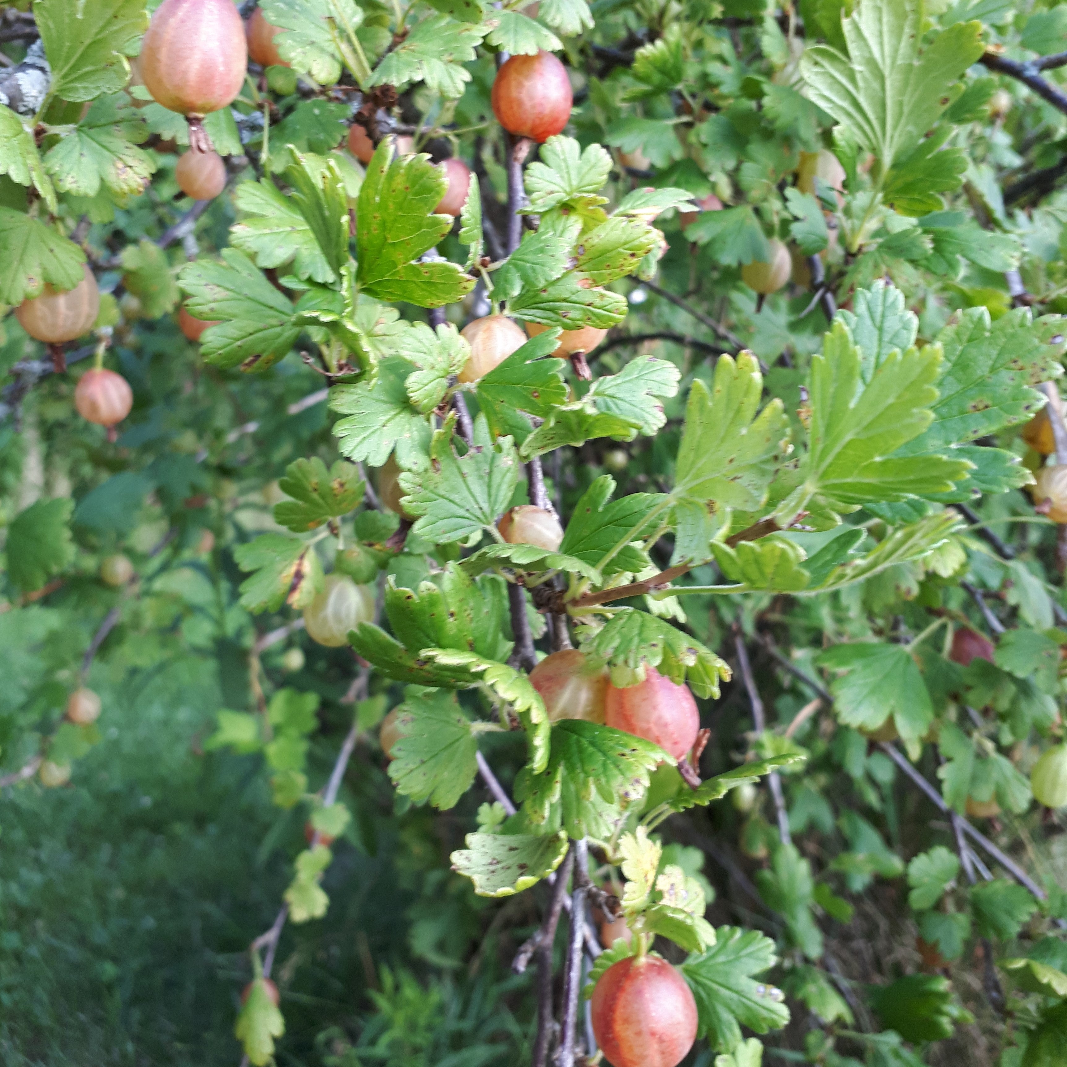 Currants, Gooseberries & Jostaberries