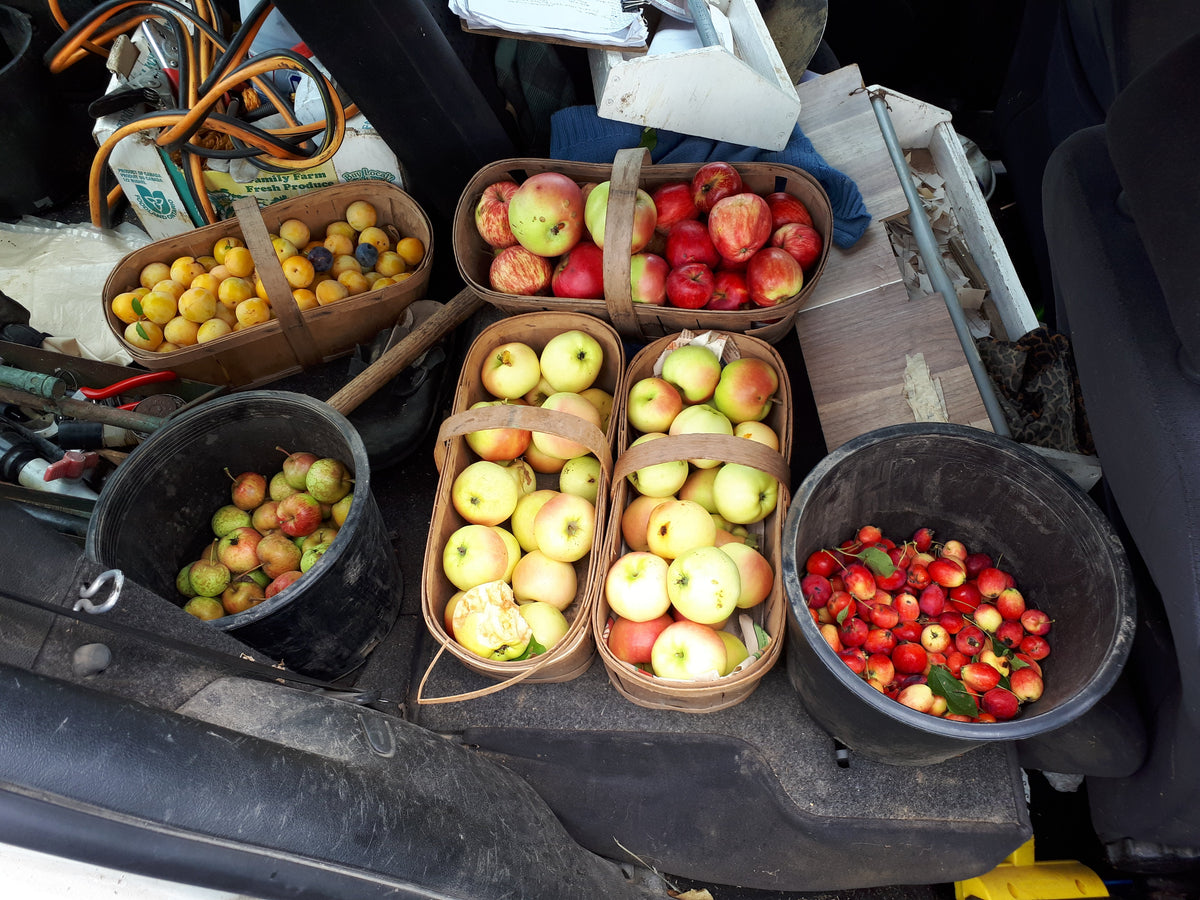 All Fruit Trees