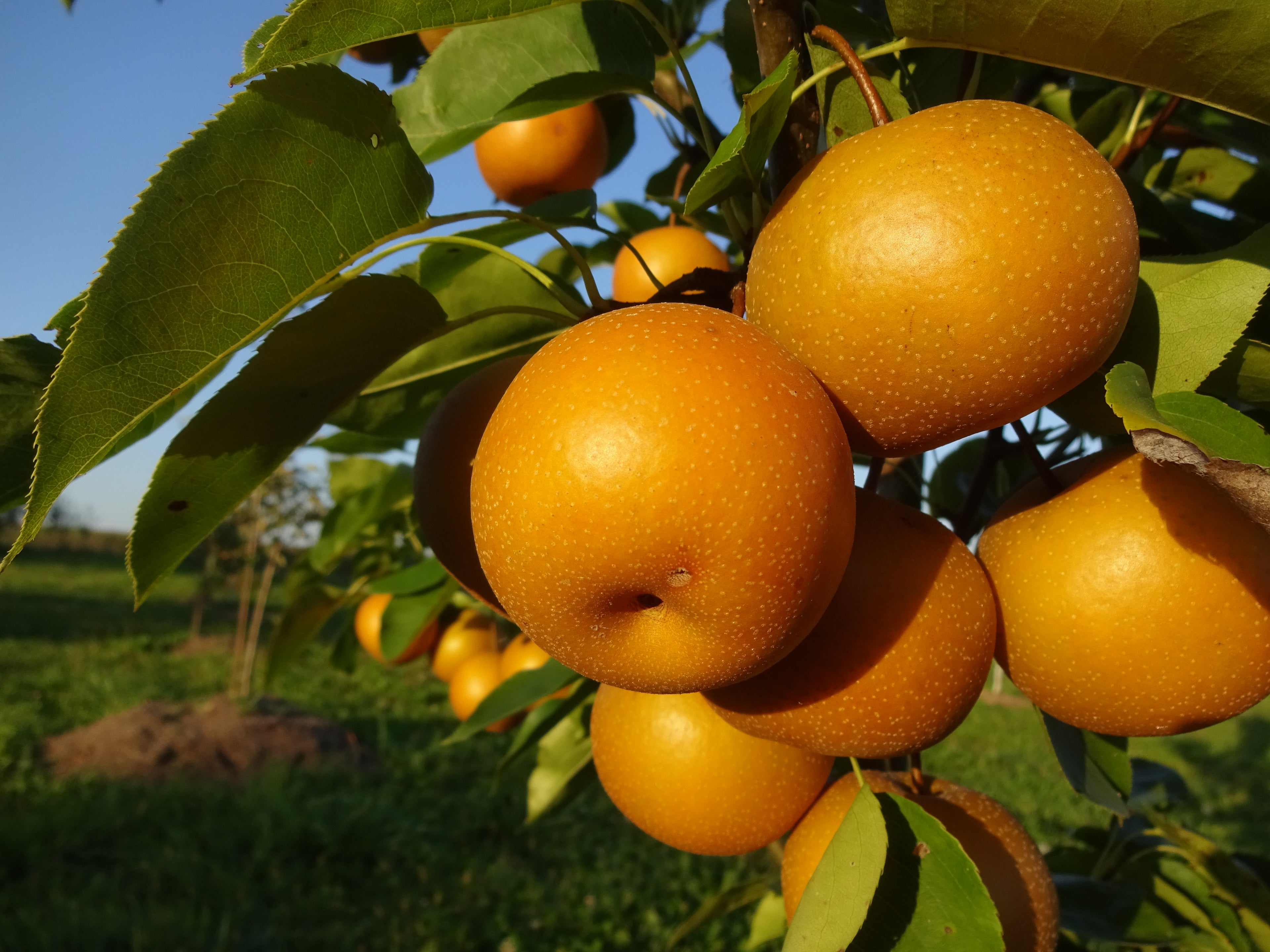 Asian Pear Trees