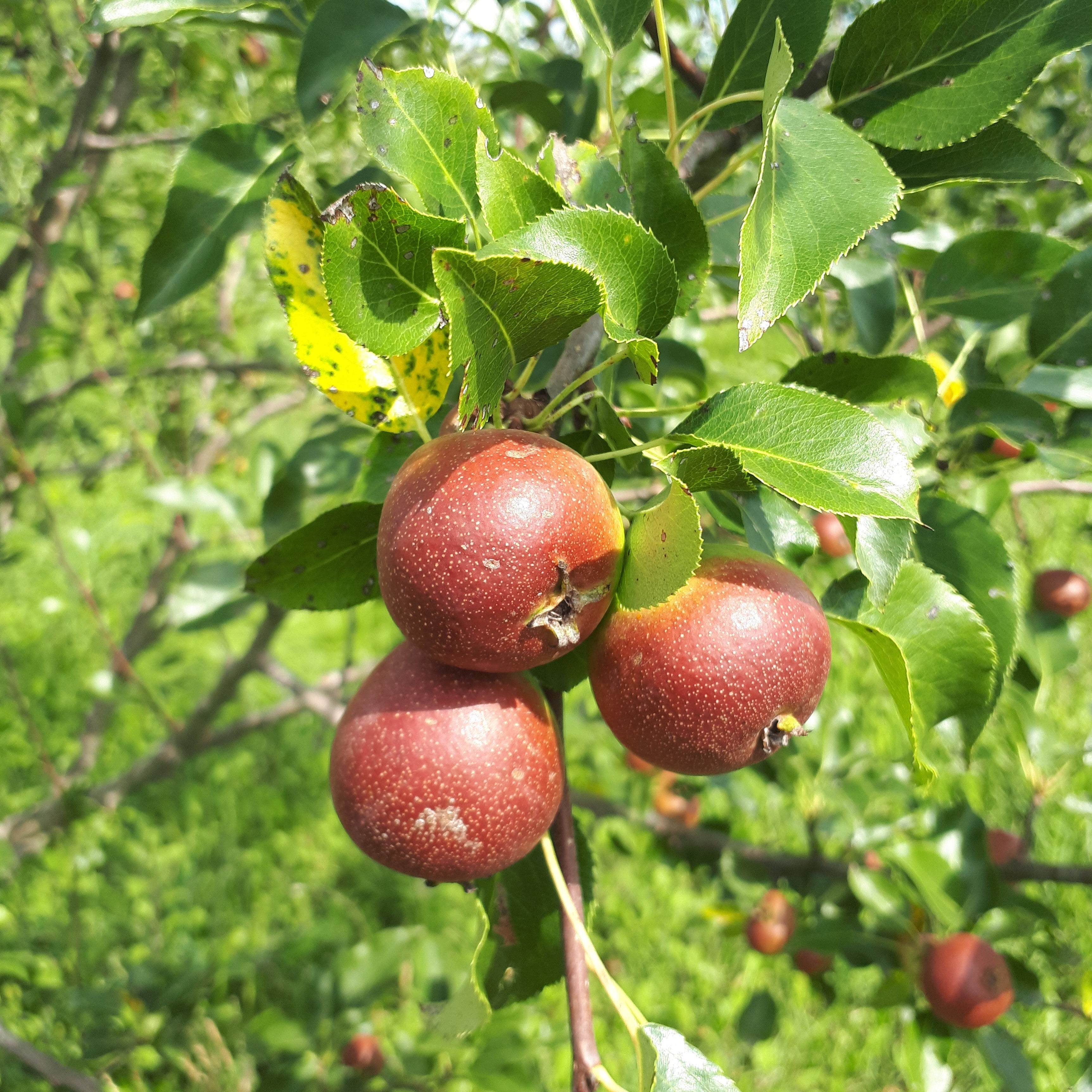 Perry Pears