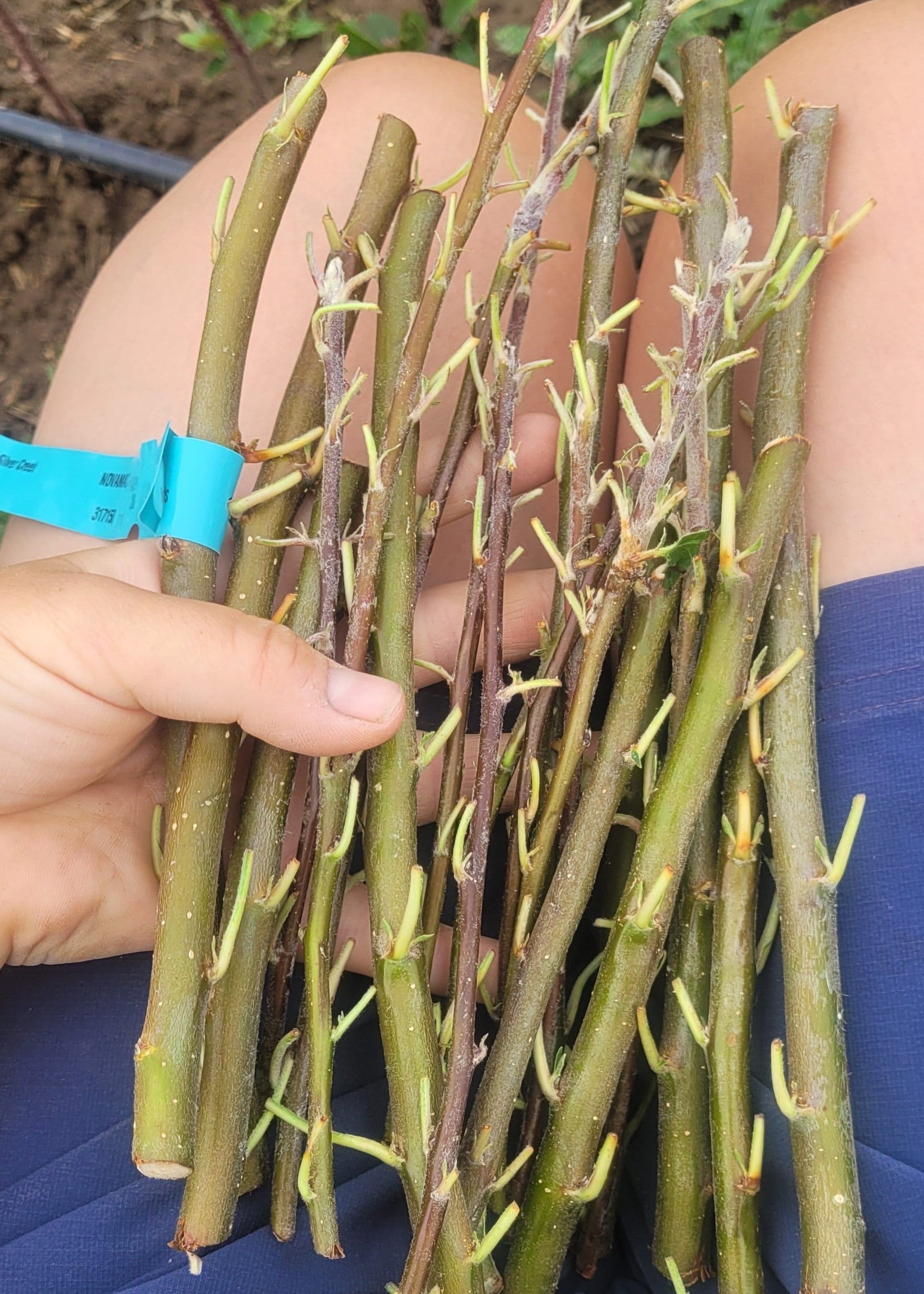 Sticks of budwood held in someone's hand/lap.